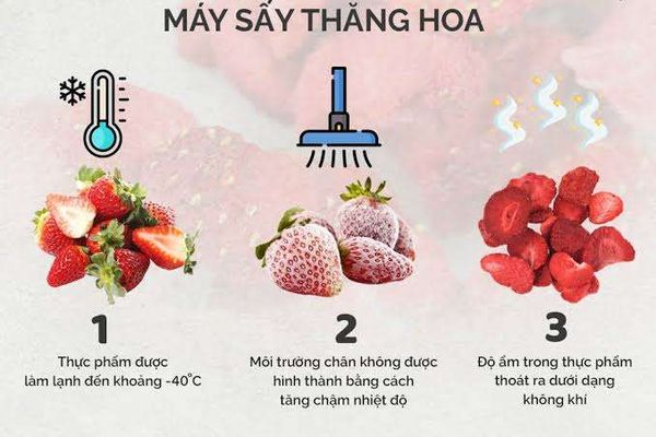 Sấy Thăng Hoa Là Gì? Xu Hướng Bảo Quản Thực Phẩm Giữ Trọn Dinh Dưỡng
