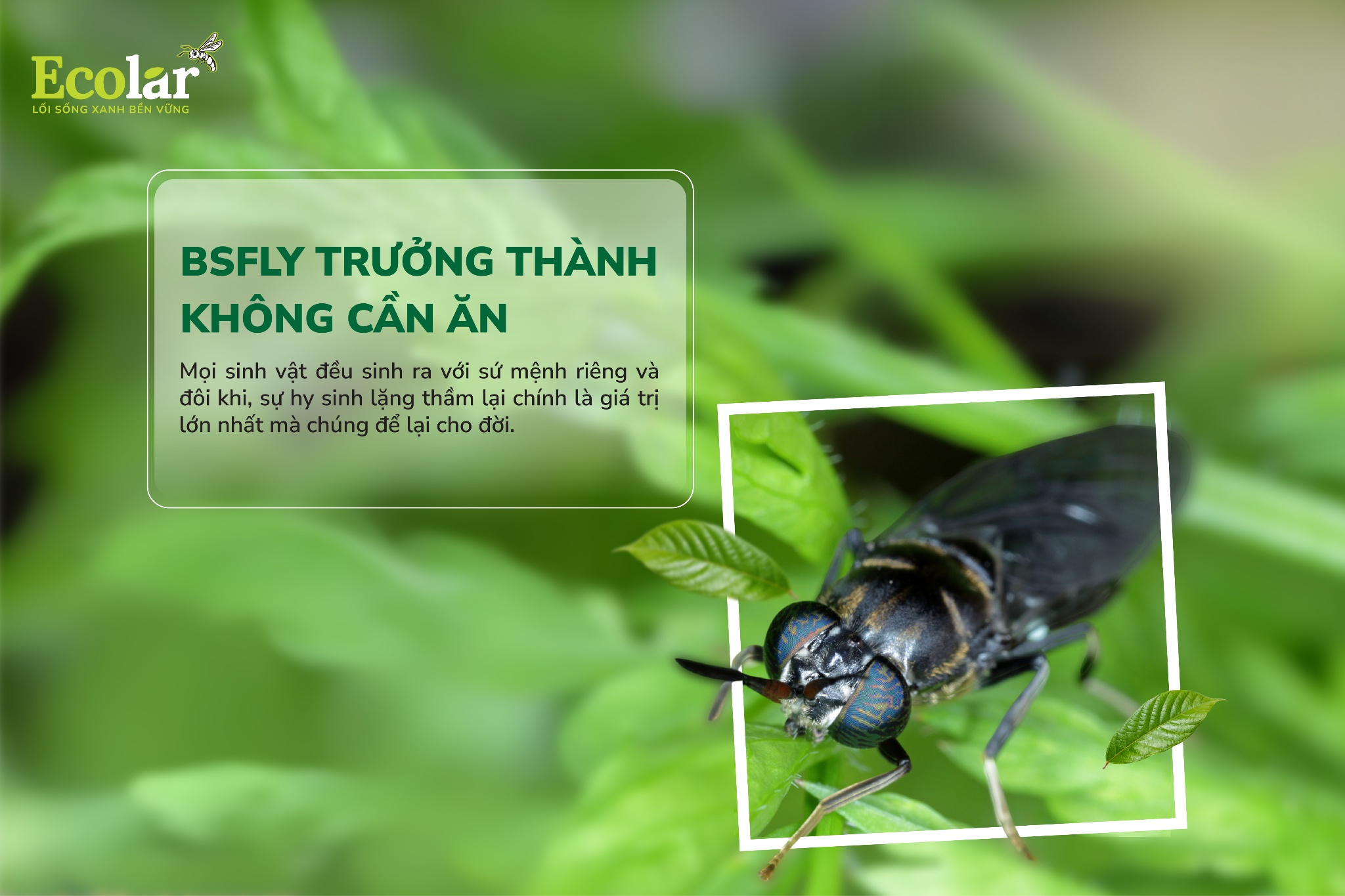 BSFly Trưởng Thành Không Cần Ăn – Điều Kỳ Diệu Trong Thế Giới Côn Trùng