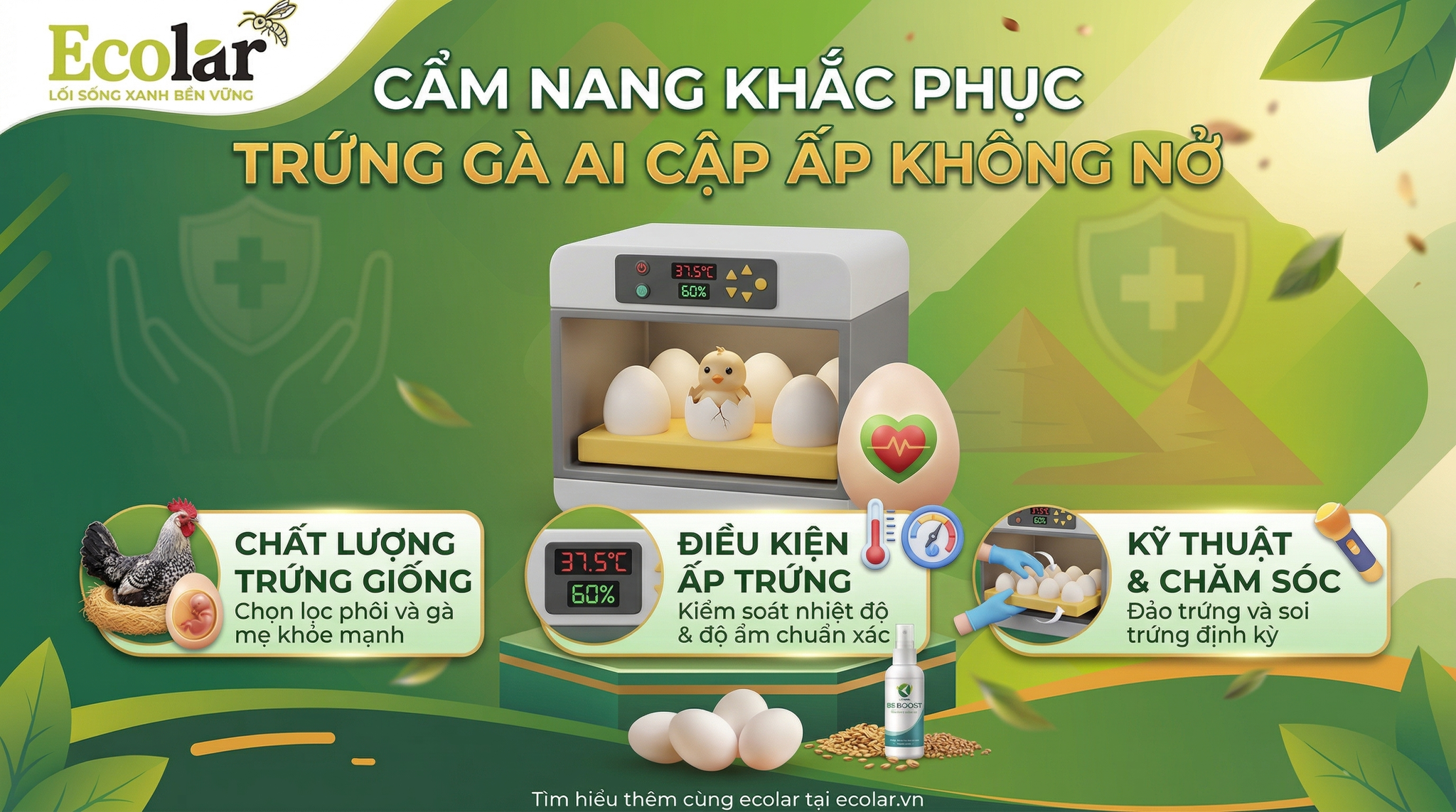 Nguyên Nhân Trứng Gà Ai Cập Ấp Không Nở Hoặc Nở Thấp (Phân Tích Từng Trường Hợp & Cách Khắc Phục)
