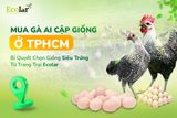 Mua Gà Ai Cập Giống Ở TPHCM: Bí Quyết Chọn Giống Siêu Trứng Từ Trang Trại Ecolar
