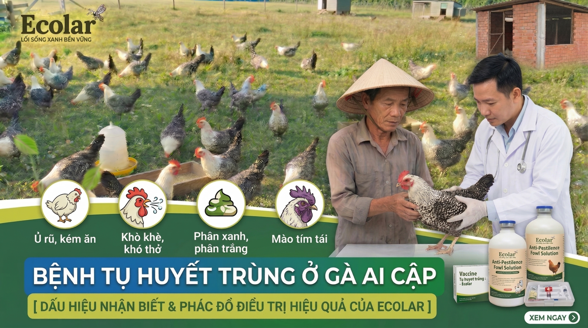 Dấu Hiệu Gà Ai Cập Sắp Bị Bệnh — Checklist quan sát, cách nhận diện và khi nào cần can thiệp chuyên môn