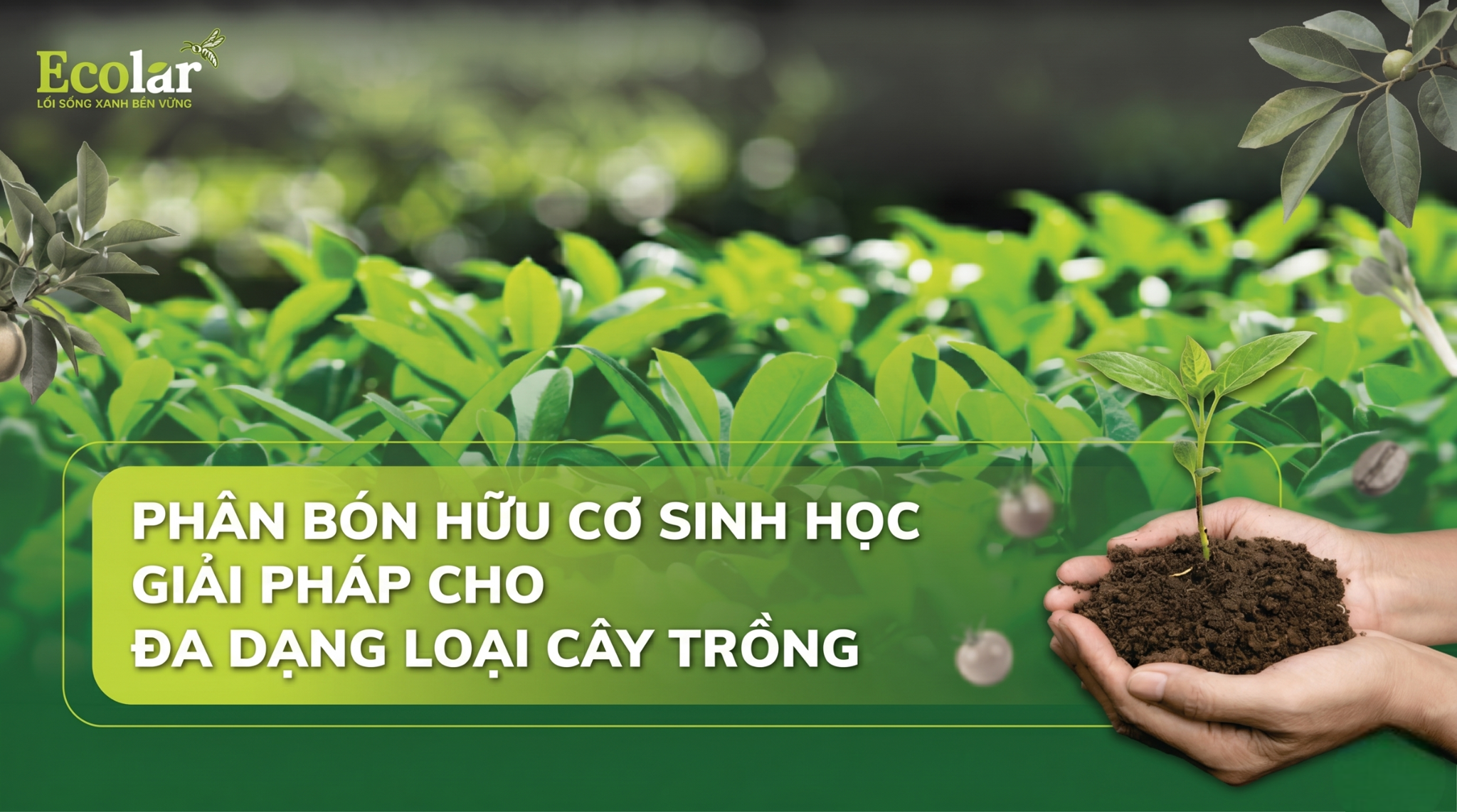 Phân bón hữu cơ sinh học dùng cho cây gì là tốt nhất — Danh sách & Khuyến nghị nhanh theo nhóm cây