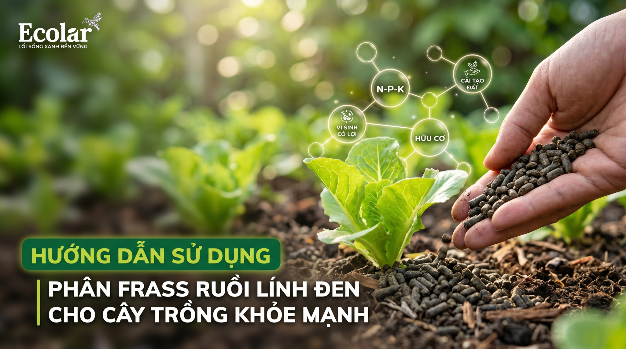Cách sử dụng phân frass ruồi lính đen: Hướng dẫn thực tế, an toàn và dễ áp dụng