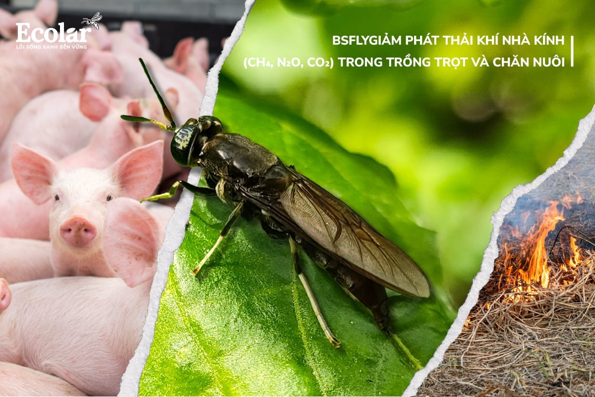 BSFly Và Giảm Phát Thải Khí Nhà Kính (CH₄, N₂O, CO₂) Trong Trồng Trọt Và Chăn Nuôi