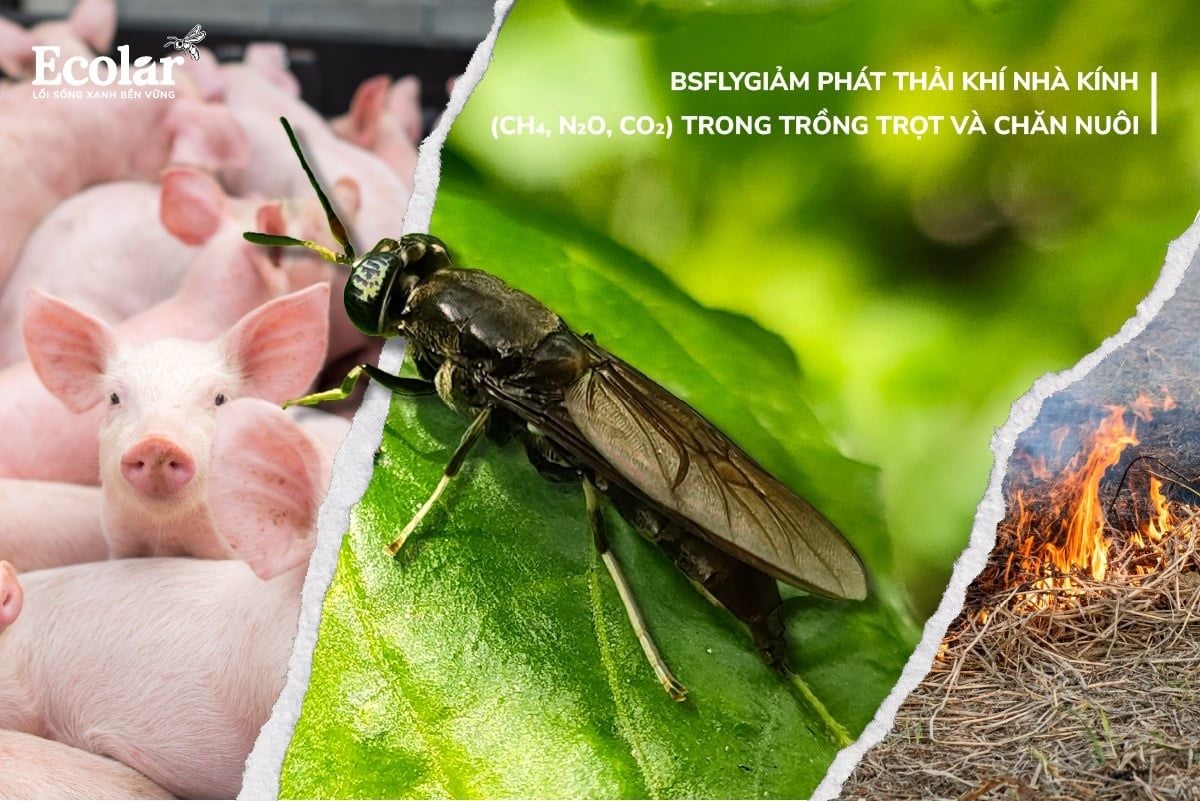 BSFly Và Giảm Phát Thải Khí Nhà Kính (CH₄, N₂O, CO₂) Trong Trồng Trọt Và Chăn Nuôi