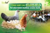 Tổng Hợp Các Giống Gà Tốt Nhất 2026 & Tư Vấn Định Hướng Chăn Nuôi Kinh Doanh