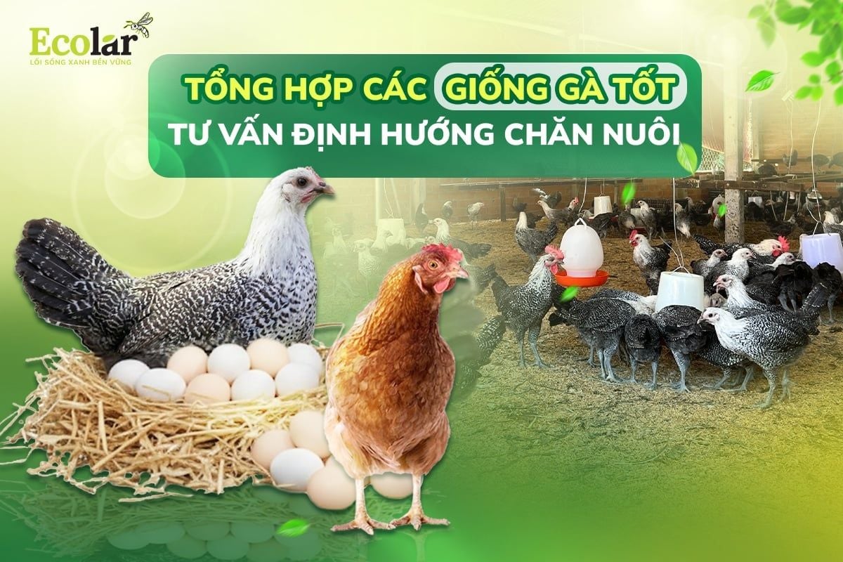 Tổng Hợp Các Giống Gà Tốt Nhất 2026 & Tư Vấn Định Hướng Chăn Nuôi Kinh Doanh