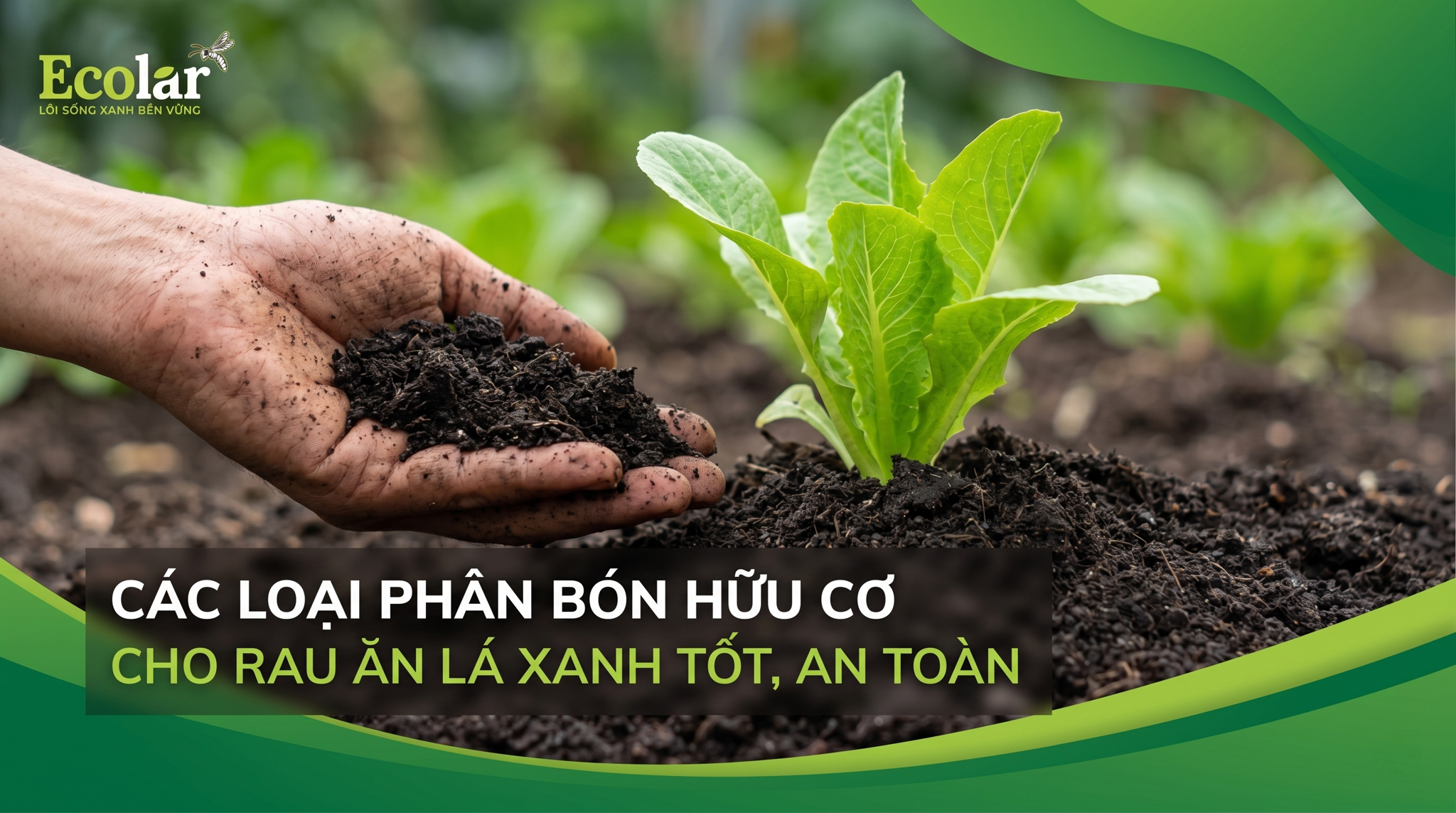 Các loại phân bón hữu cơ cho rau ăn lá: lựa chọn, liều lượng và lịch bón thực tế