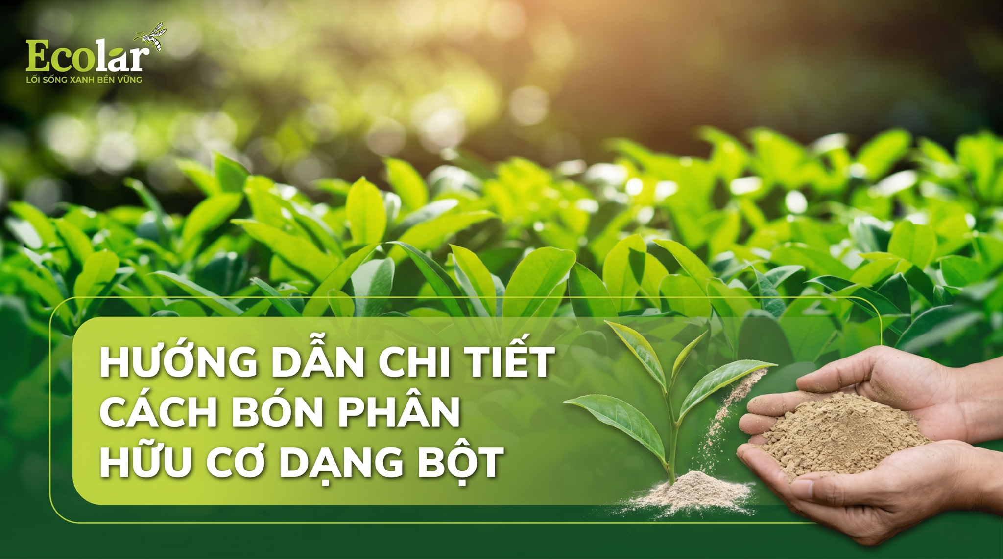 Cách sử dụng phân hữu cơ dạng bột: Hướng dẫn thực hành rõ ràng, an toàn và hiệu quả (không đi sâu theo loại cây/liều lượng/timing)
