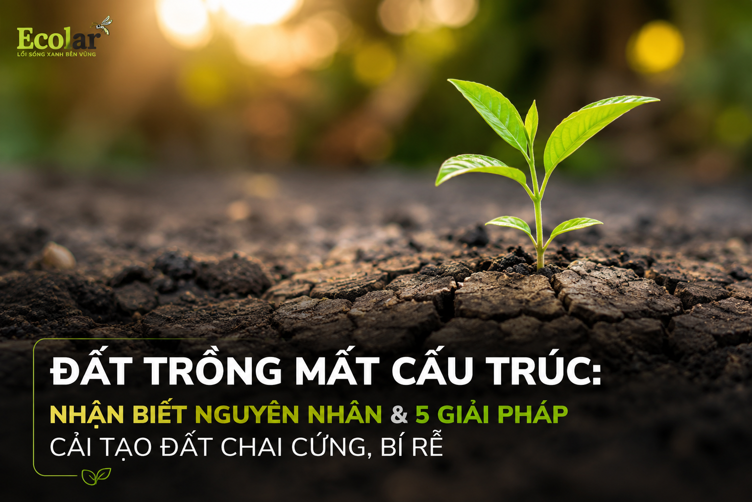 Đất Trồng Mất Cấu Trúc: Nhận Biết Nguyên Nhân & 5 Giải Pháp Cải Tạo Đất Chai Cứng, Bí Rễ