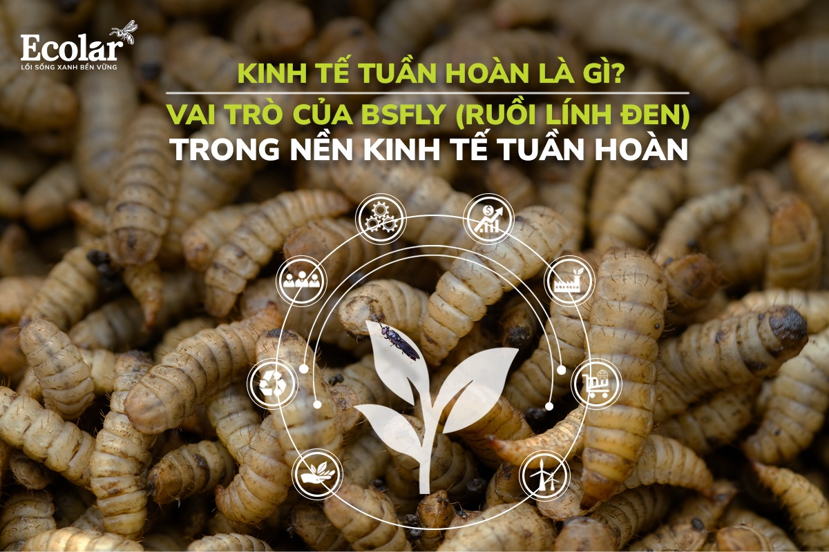 Kinh Tế Tuần Hoàn Là Gì? Vai Trò Của BSFly (Ruồi Lính Đen) Trong Nền Kinh Tế Tuần Hoàn