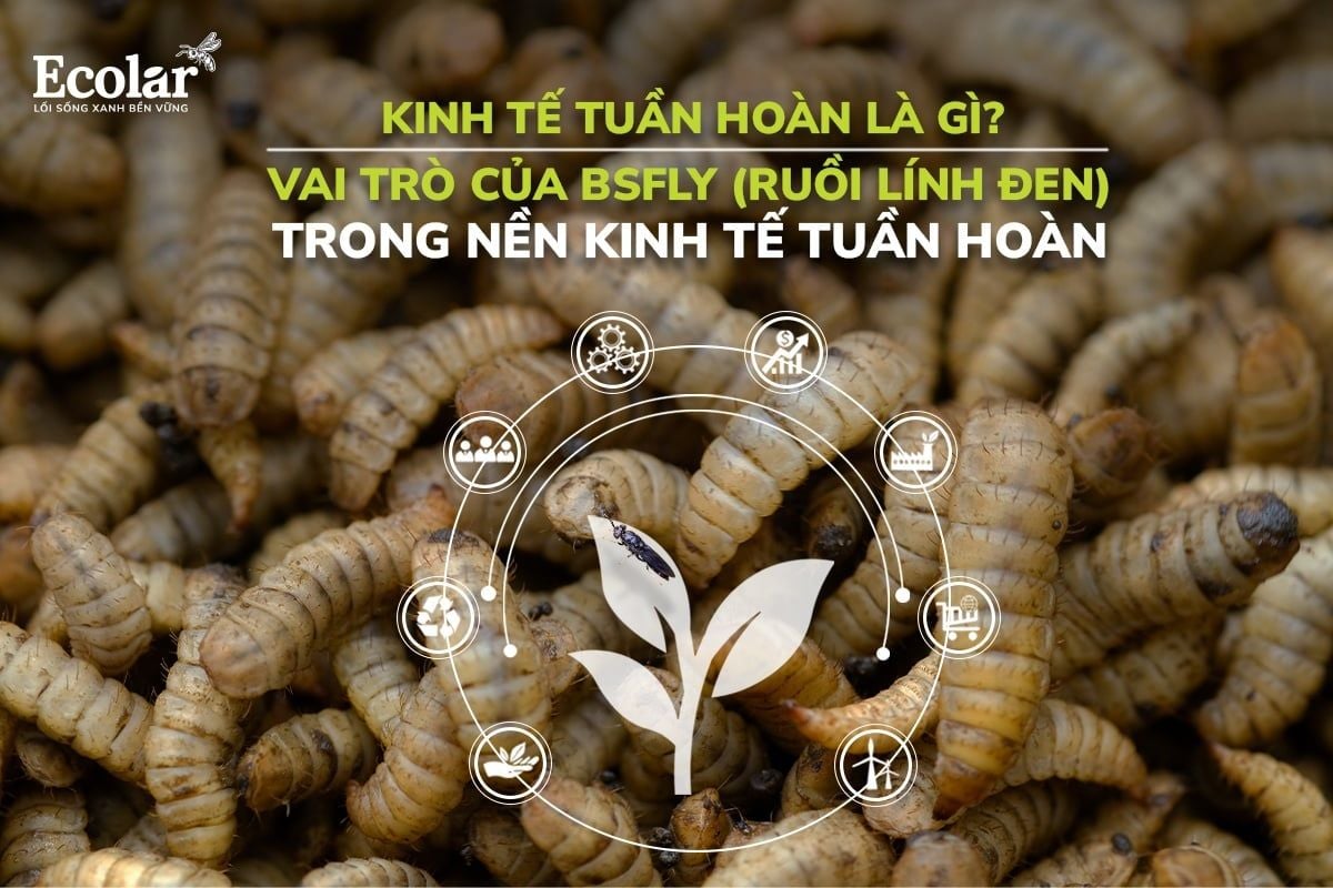 Kinh Tế Tuần Hoàn Là Gì? Vai Trò Của BSFly (Ruồi Lính Đen) Trong Nền Kinh Tế Tuần Hoàn