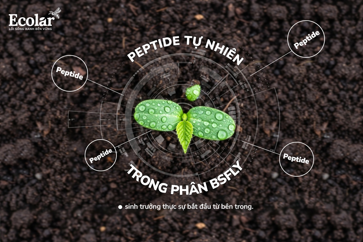 Peptide Tự Nhiên Trong Phân BSFly – Tăng Sức Đề Kháng Kích Thích Sinh Trưởng Tự Nhiên Cho Cây