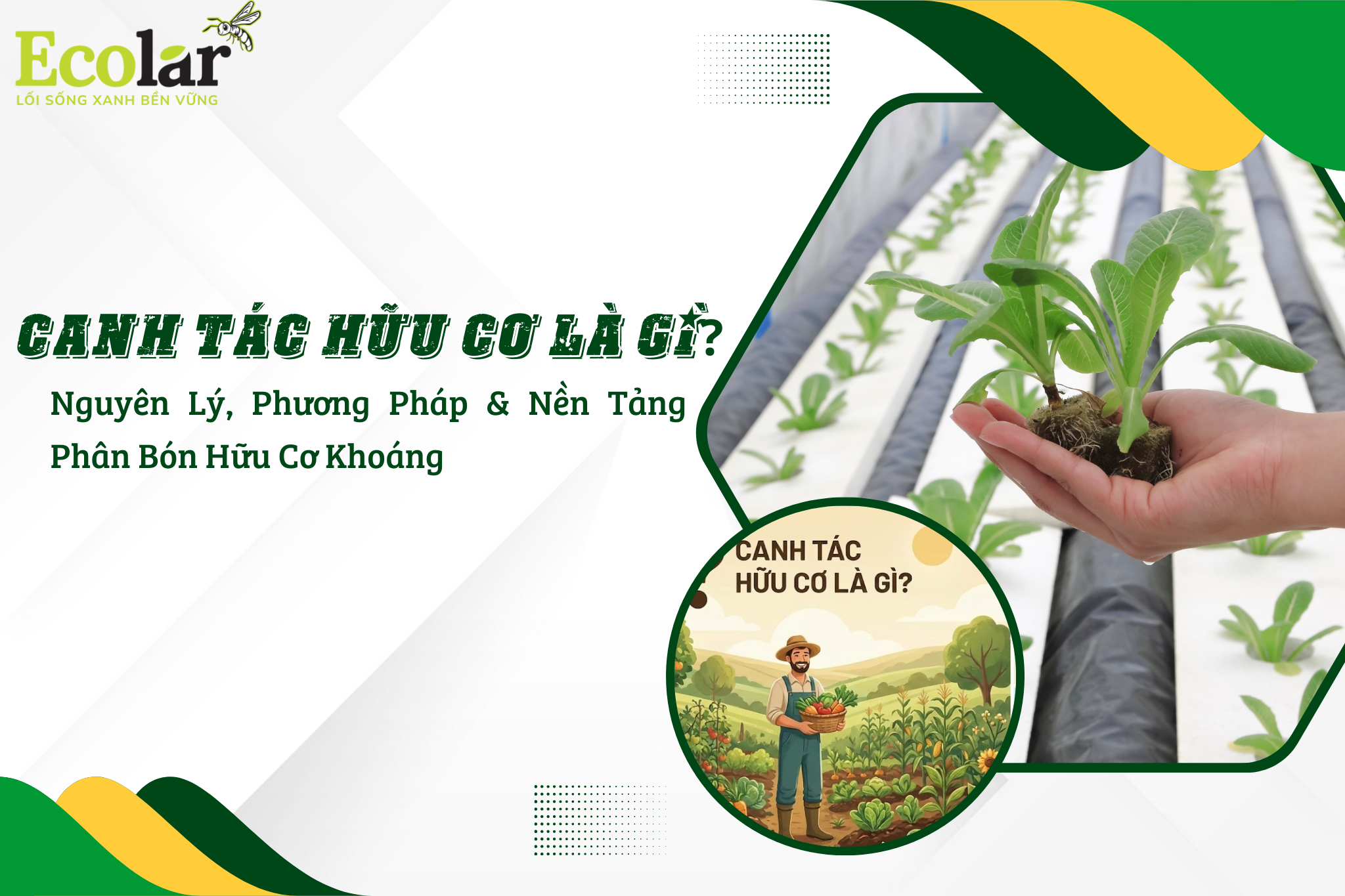 Canh Tác Hữu Cơ Là Gì? Nguyên Lý, Phương Pháp & Nền Tảng Phân Bón Hữu Cơ Khoáng
