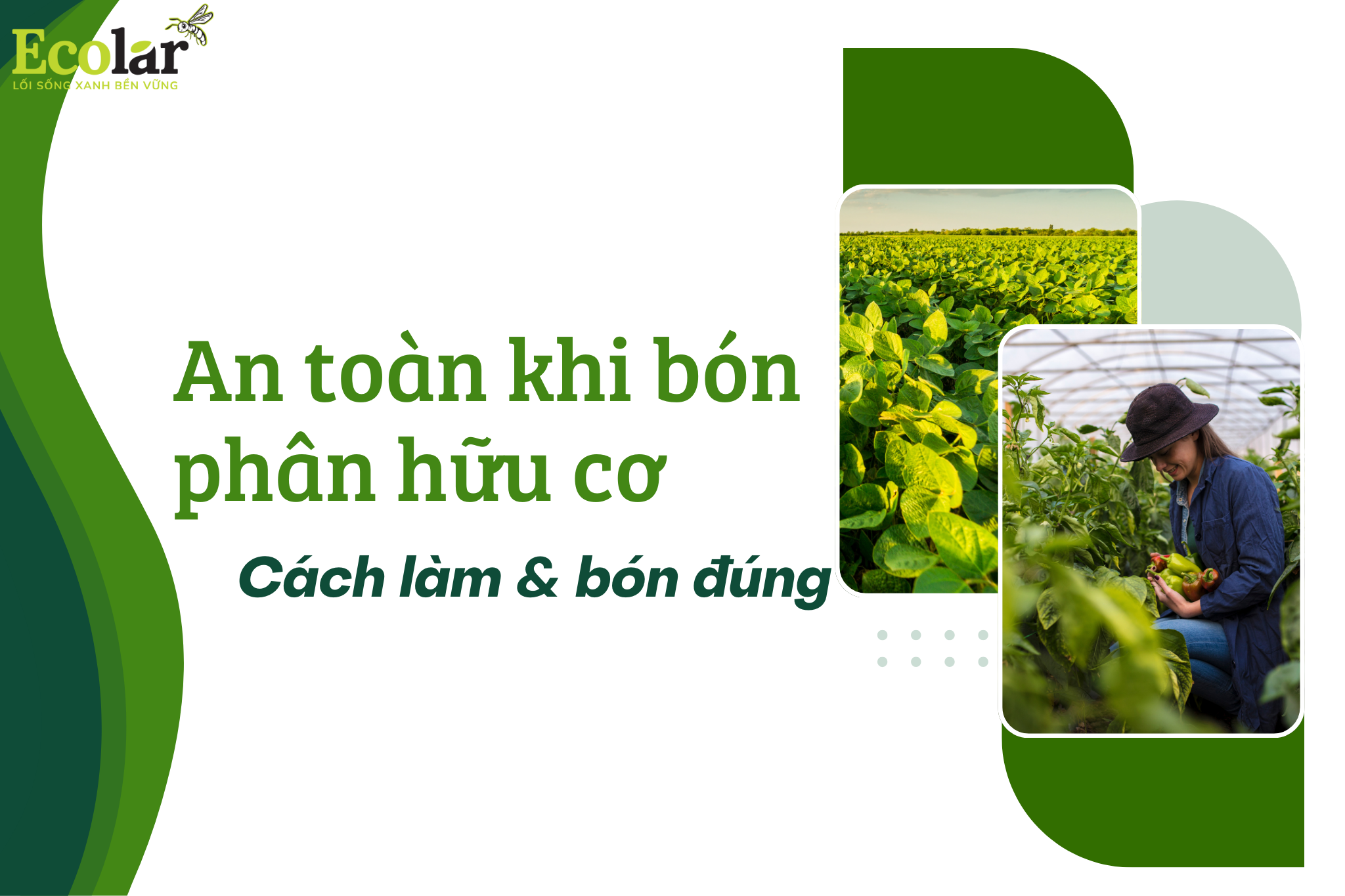 An toàn khi bón phân hữu cơ: Cách làm & bón đúng