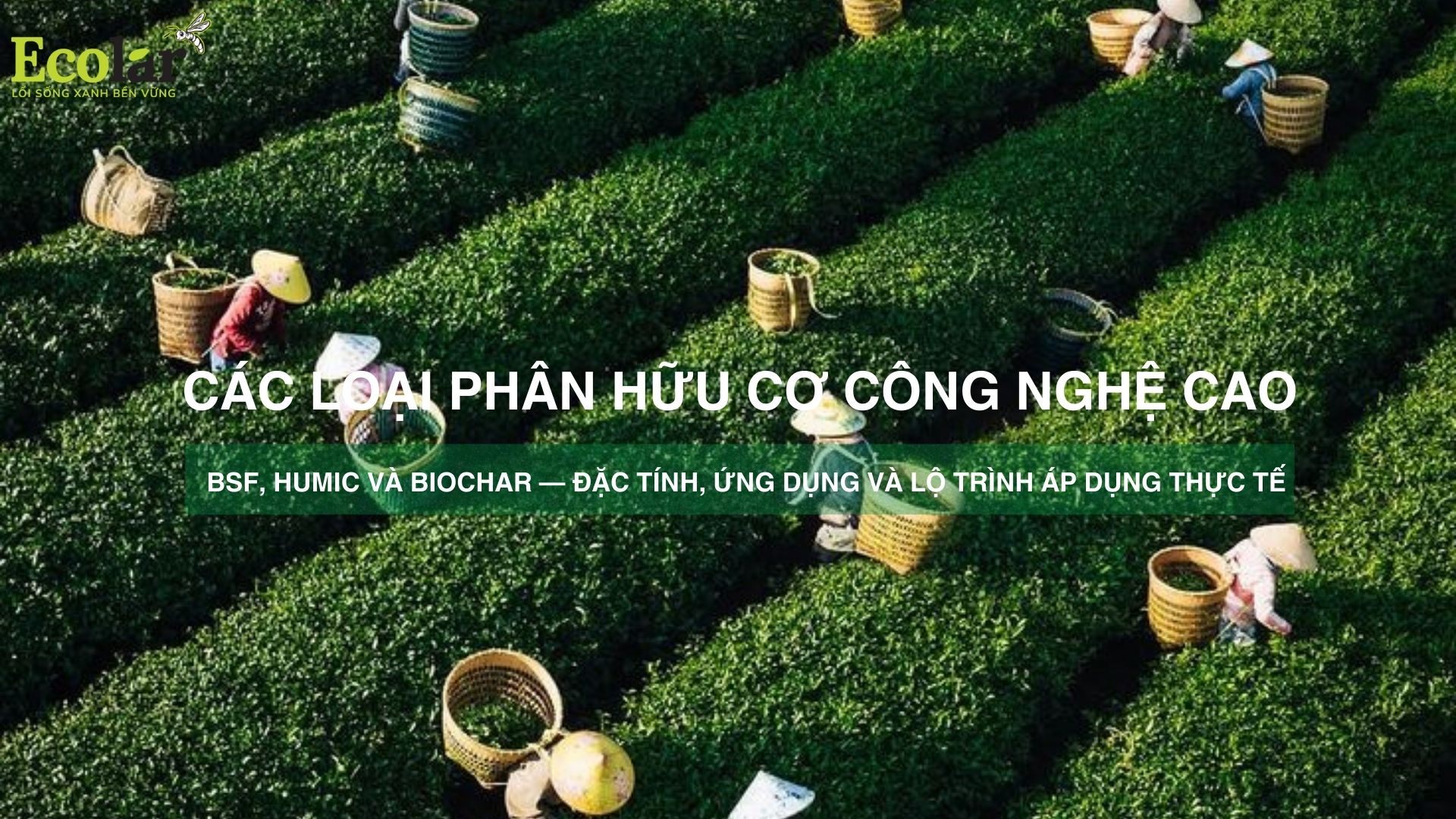 Các loại phân hữu cơ công nghệ cao: BSF, Humic và Biochar — Đặc tính, Ứng dụng và Lộ trình áp dụng thực tế