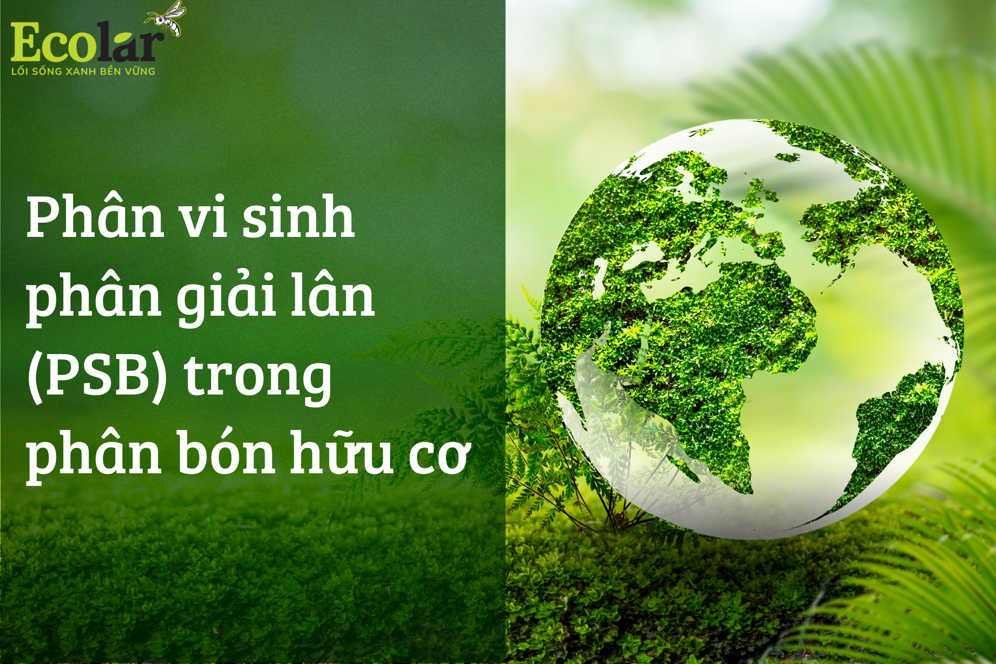 Phân vi sinh phân giải lân (PSB) trong phân bón hữu cơ