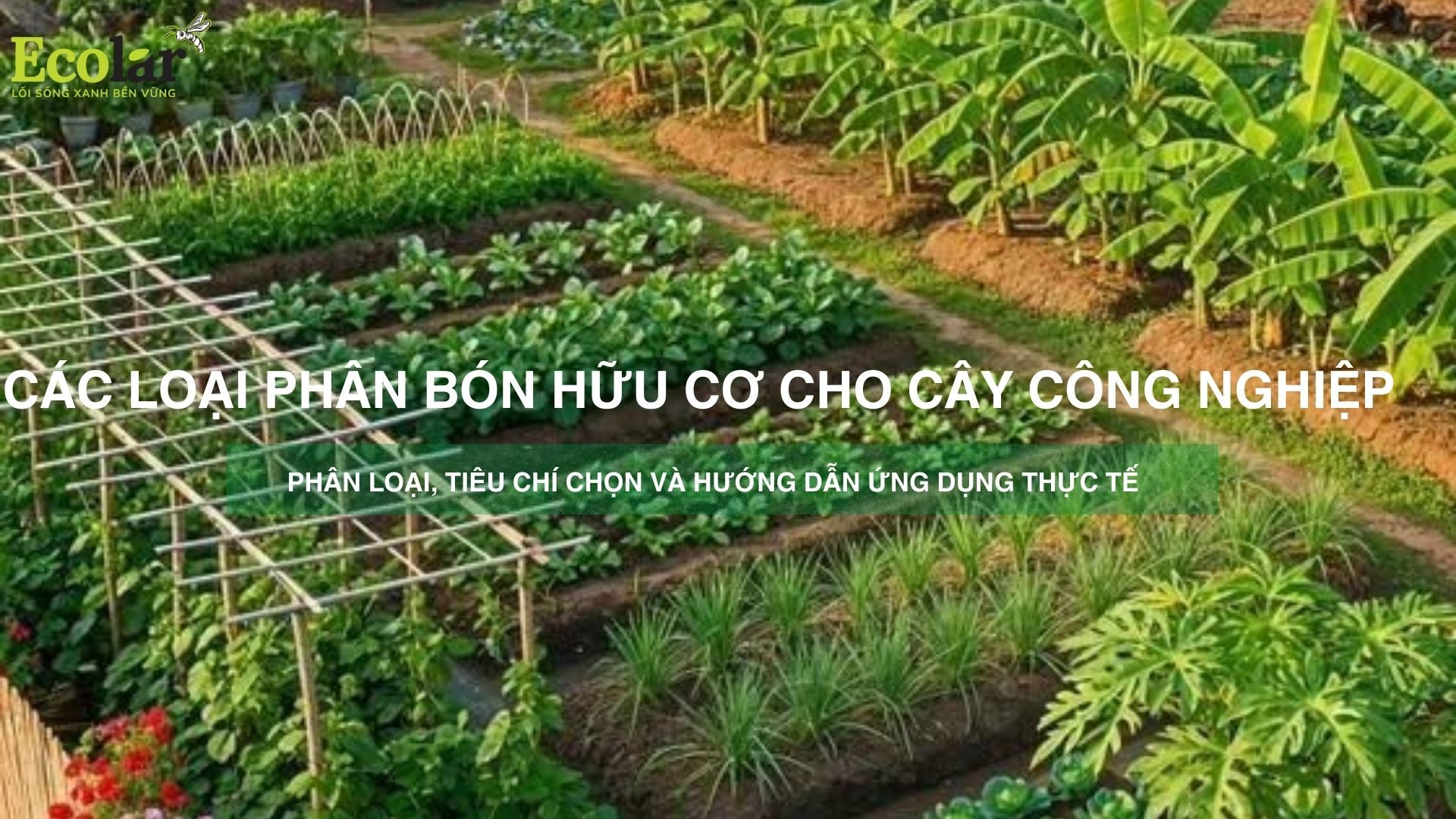 Các loại phân bón hữu cơ cho cây công nghiệp — Phân loại, tiêu chí chọn và hướng dẫn ứng dụng thực tế
