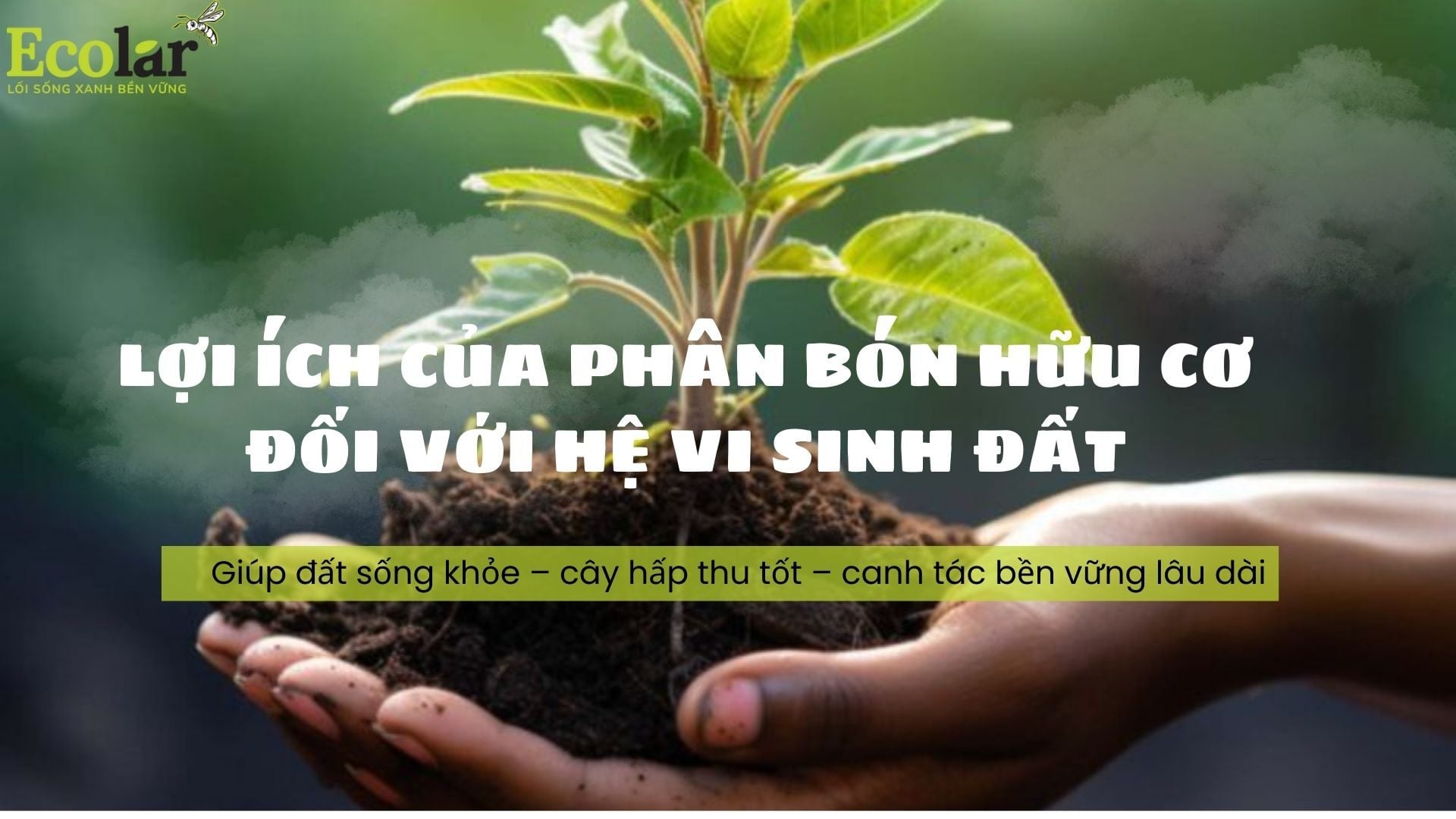 Lợi ích của phân bón hữu cơ đối với hệ vi sinh đất: Cách chúng giúp đất sống khỏe và hoạt động hiệu quả hơn