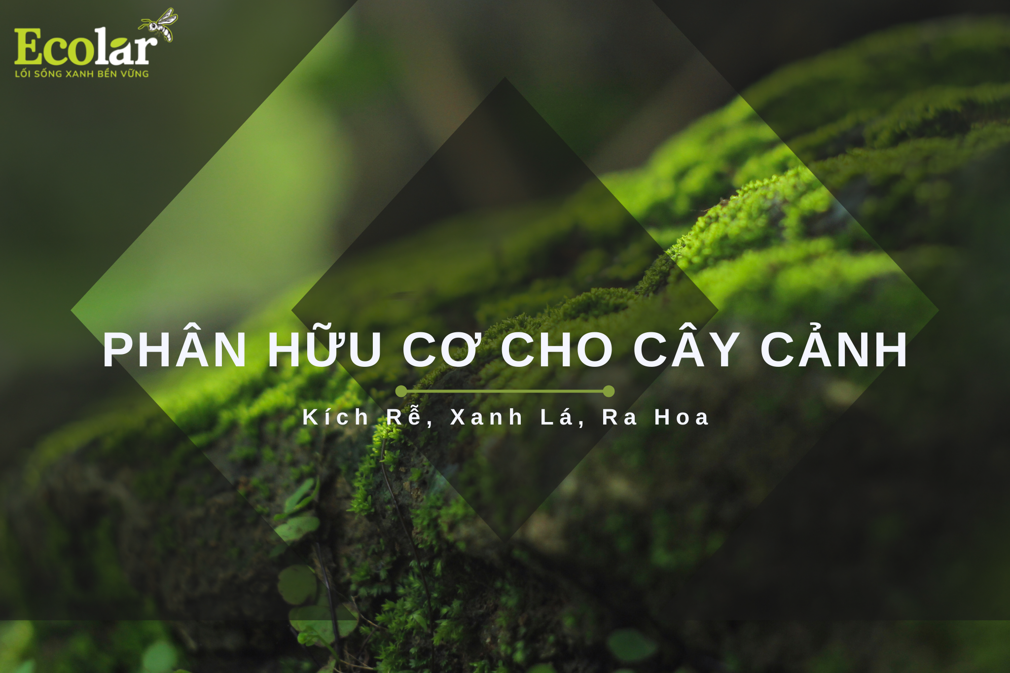 Phân Hữu Cơ Cho Cây Cảnh: Kích Rễ, Xanh Lá, Ra Hoa