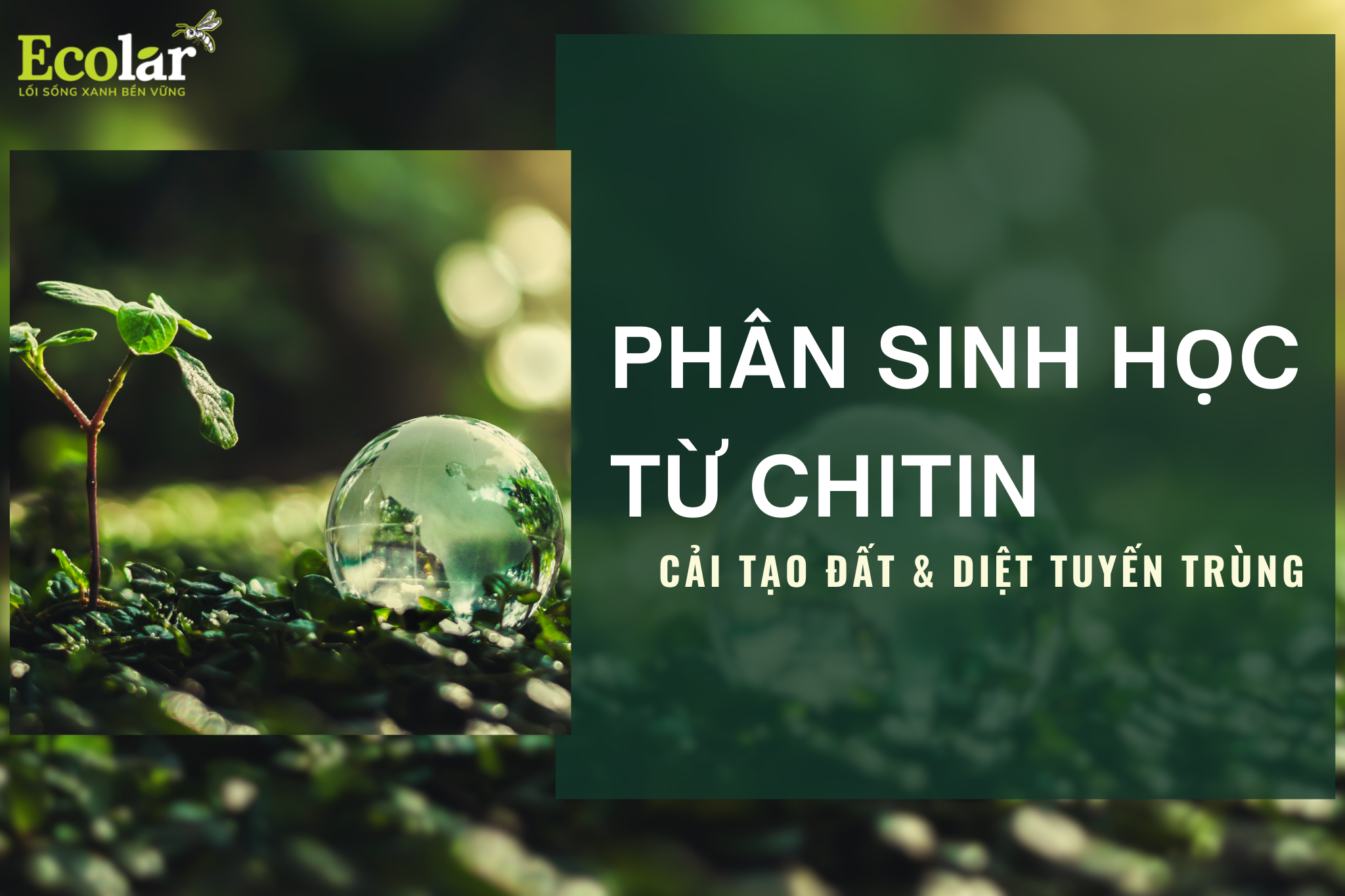 Phân sinh học từ Chitin: Cải tạo đất & diệt tuyến trùng