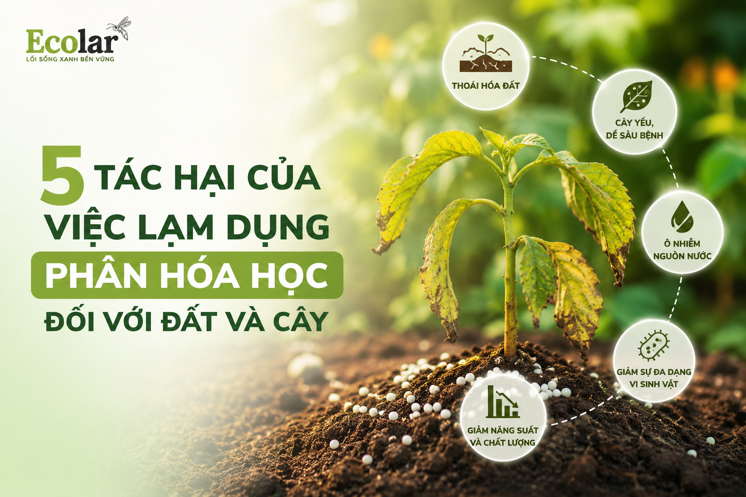 5 Tác Hại Của Việc Lạm Dụng Phân Hóa Học Đối Với Đất Và Cây