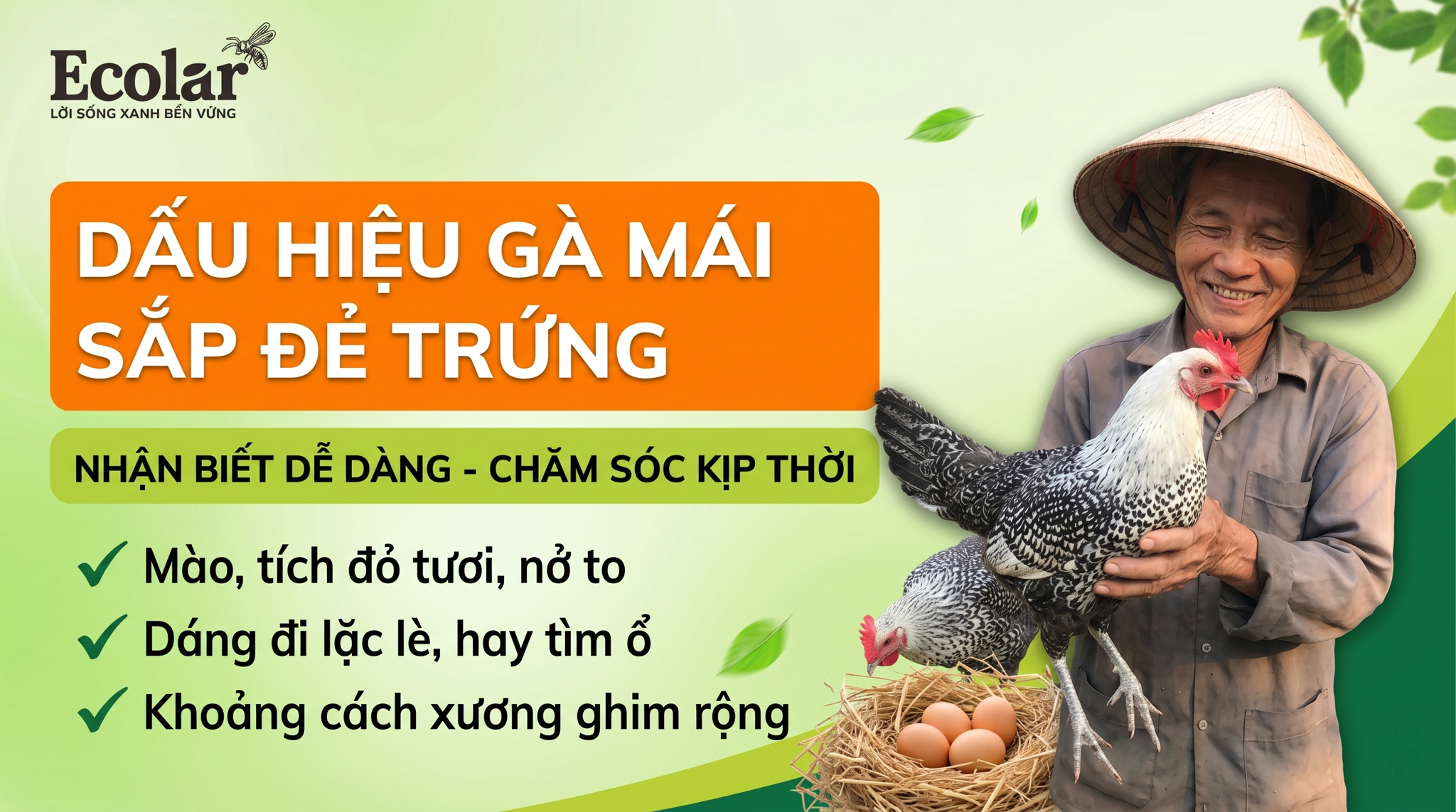 7 Dấu Hiệu Gà Mái Sắp Đẻ Trứng Dễ Nhận Biết Nhất