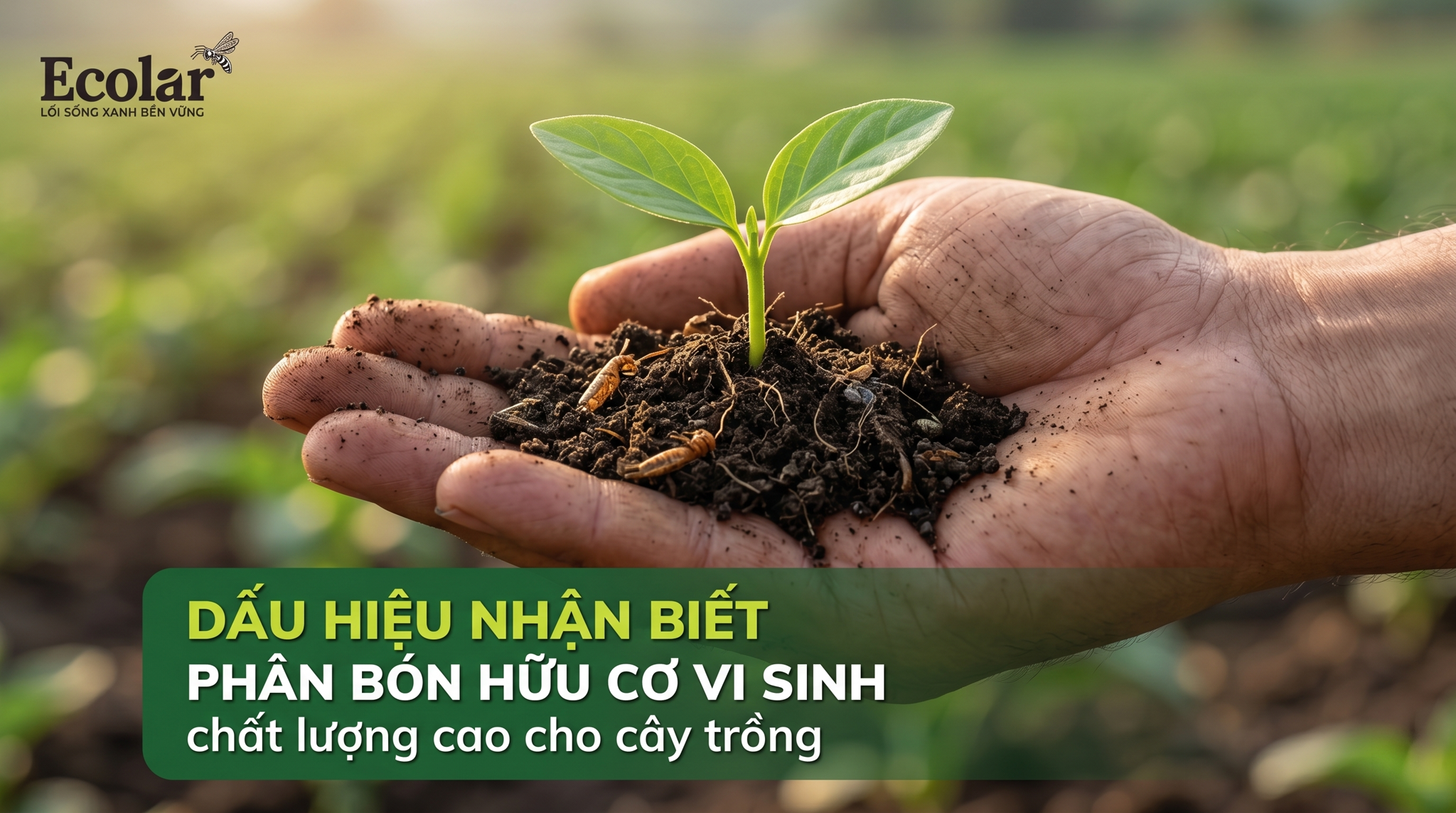 7 Dấu Hiệu Nhận Biết Phân Hữu Cơ Vi Sinh Chất Lượng