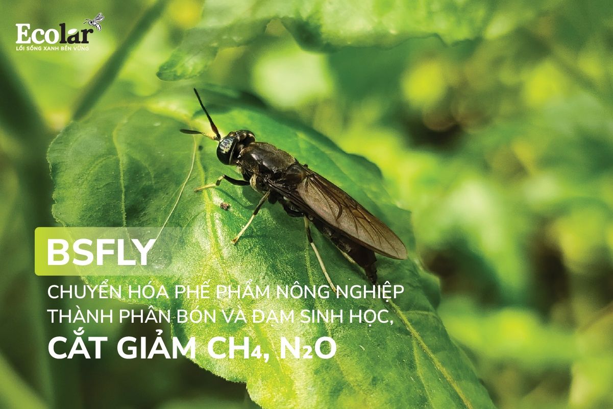 BSFly Chuyển Hóa Phế Phẩm Nông Nghiệp Thành Phân Bón Và Đạm Sinh Học, Cắt Giảm CH₄, N₂O