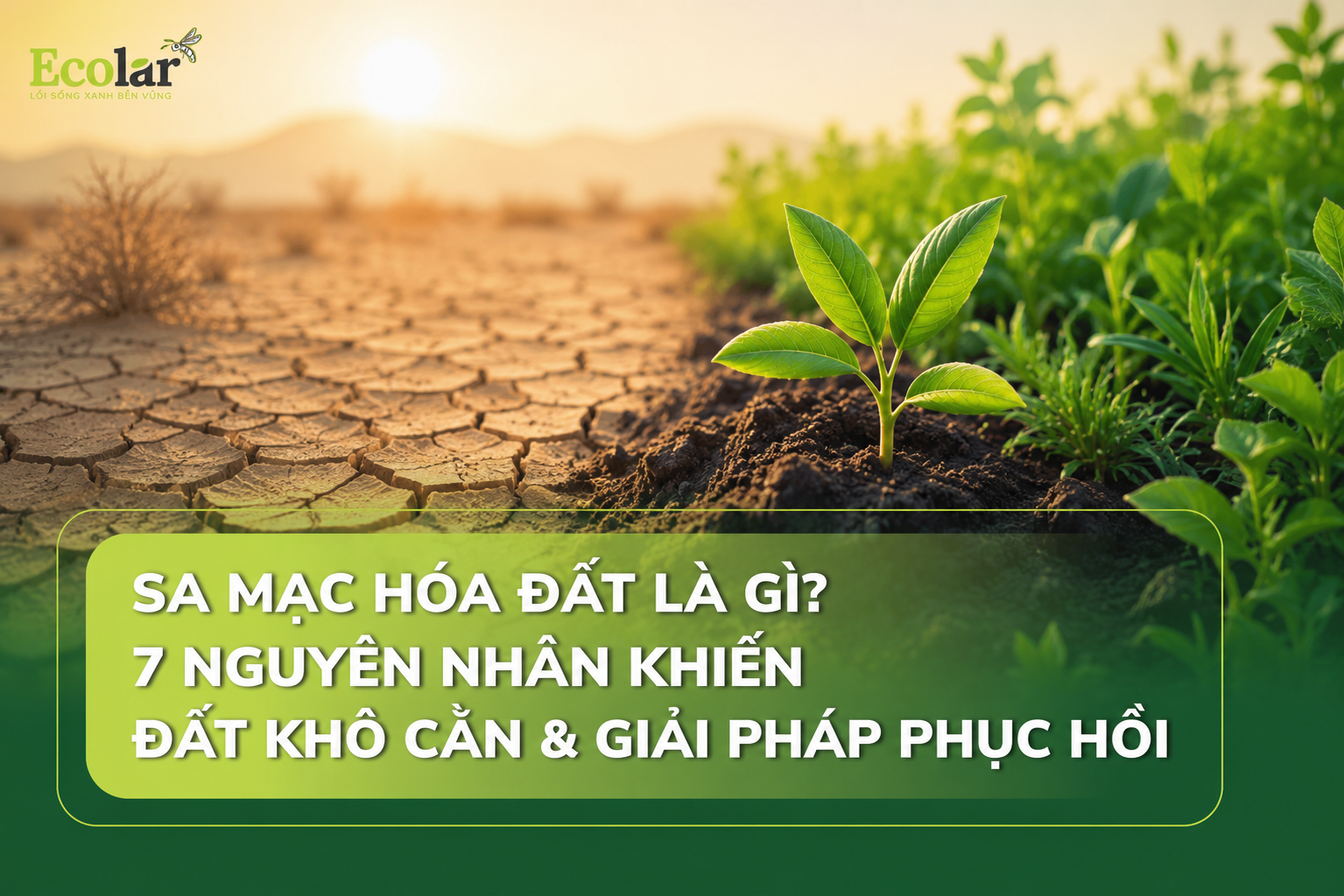 Sa Mạc Hóa Đất Là Gì? 7 Nguyên Nhân Khiến Đất Khô Cằn & Giải Pháp Phục Hồi