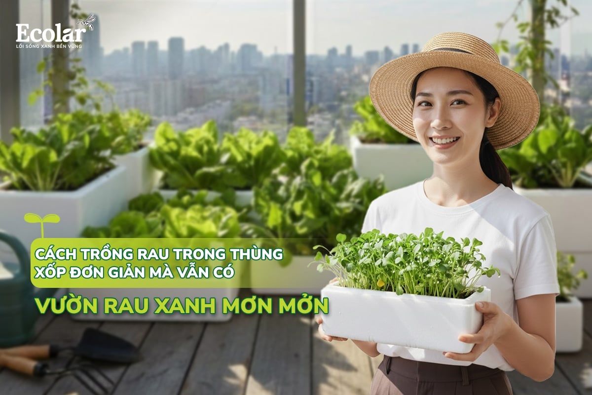 Cách Trồng Rau Trong Thùng Xốp Đơn Giản Mà Vẫn Có Vườn Rau Xanh Mơn Mởn