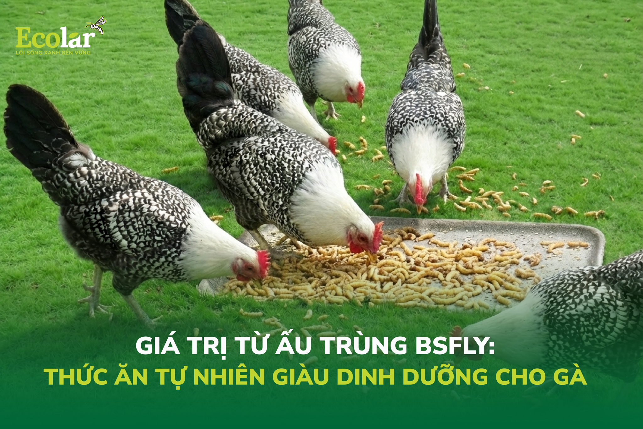 Giá Trị Từ Ấu Trùng BSFly: Thức Ăn Tự Nhiên Giàu Dinh Dưỡng Cho Gà