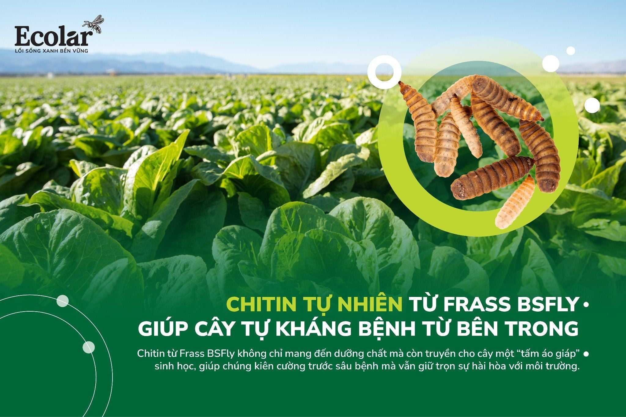 Chitin Tự Nhiên Từ Frass BSFly - Giúp Cây Tự Kháng Bệnh Từ Bên Trong