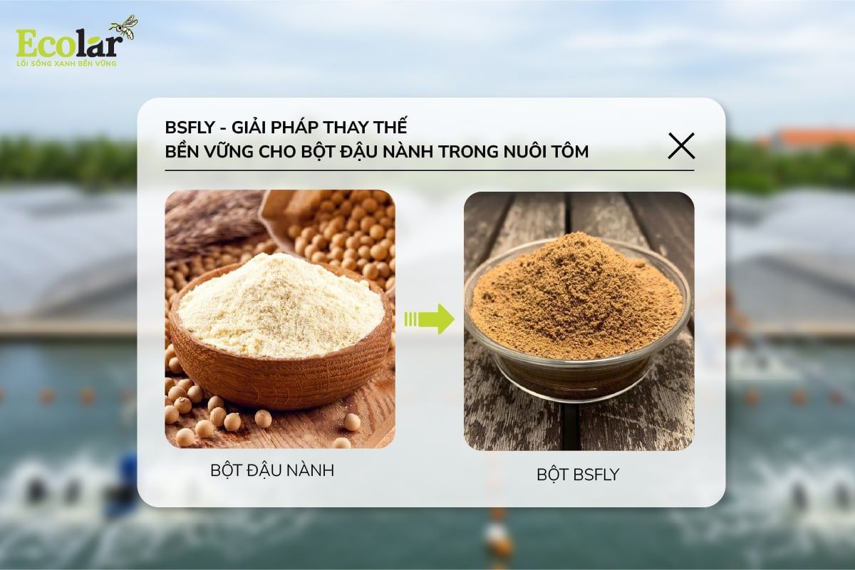 BSFly – Giải Pháp Thay Thế Bền Vững Cho Bột Đậu Nành Trong Nuôi Tôm