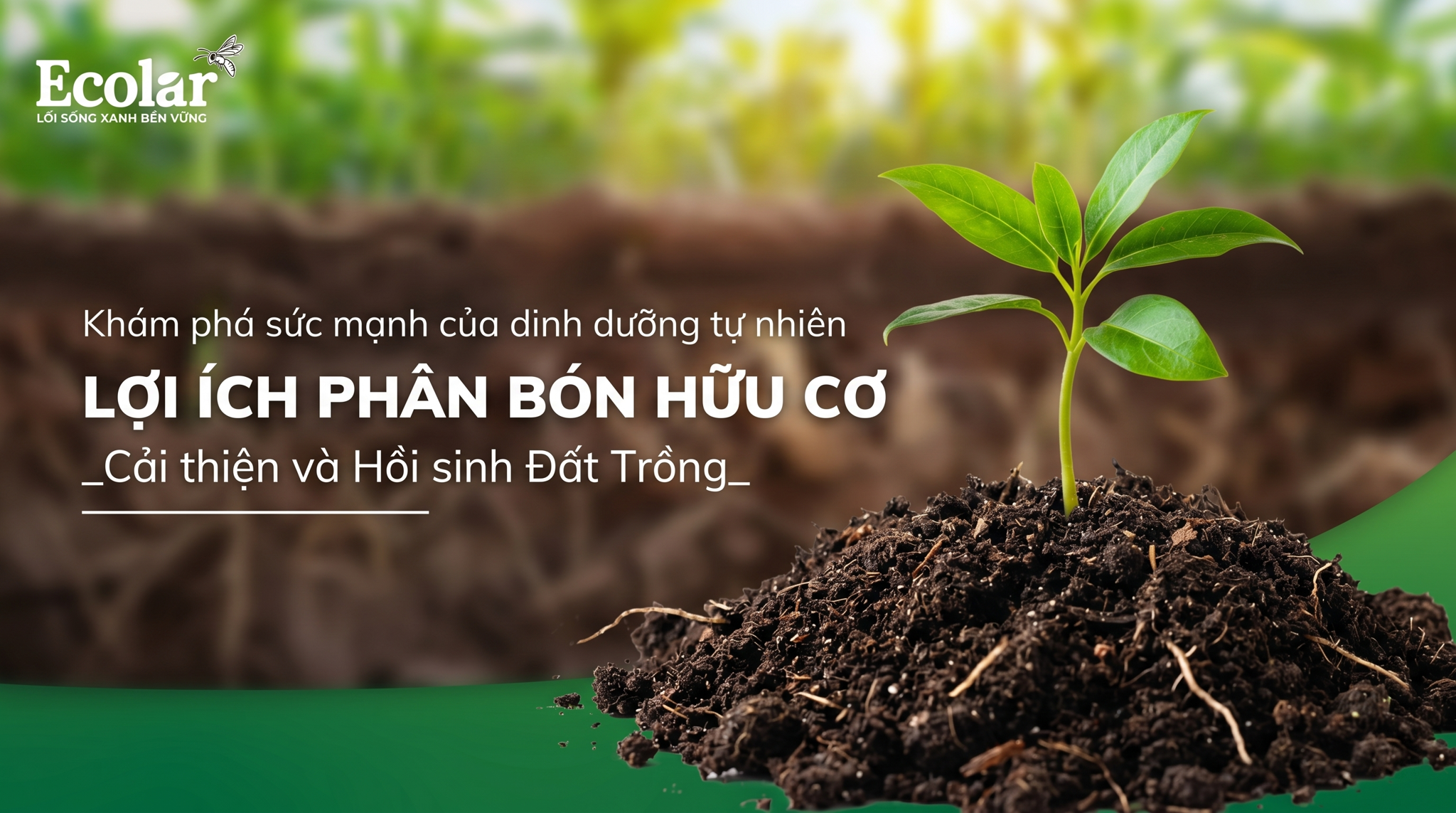 Lợi ích của phân bón hữu cơ đối với đất: Cải tạo cấu trúc, giữ nước và độ phì bền vững