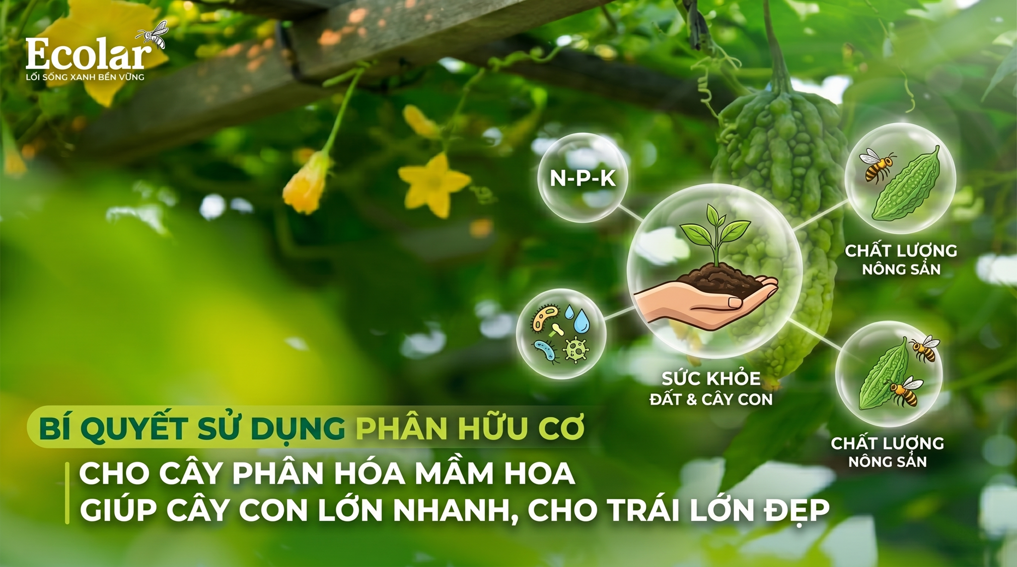 Cách sử dụng phân hữu cơ cho cây giai đoạn cây con: Hướng dẫn thực hành an toàn, cụ thể