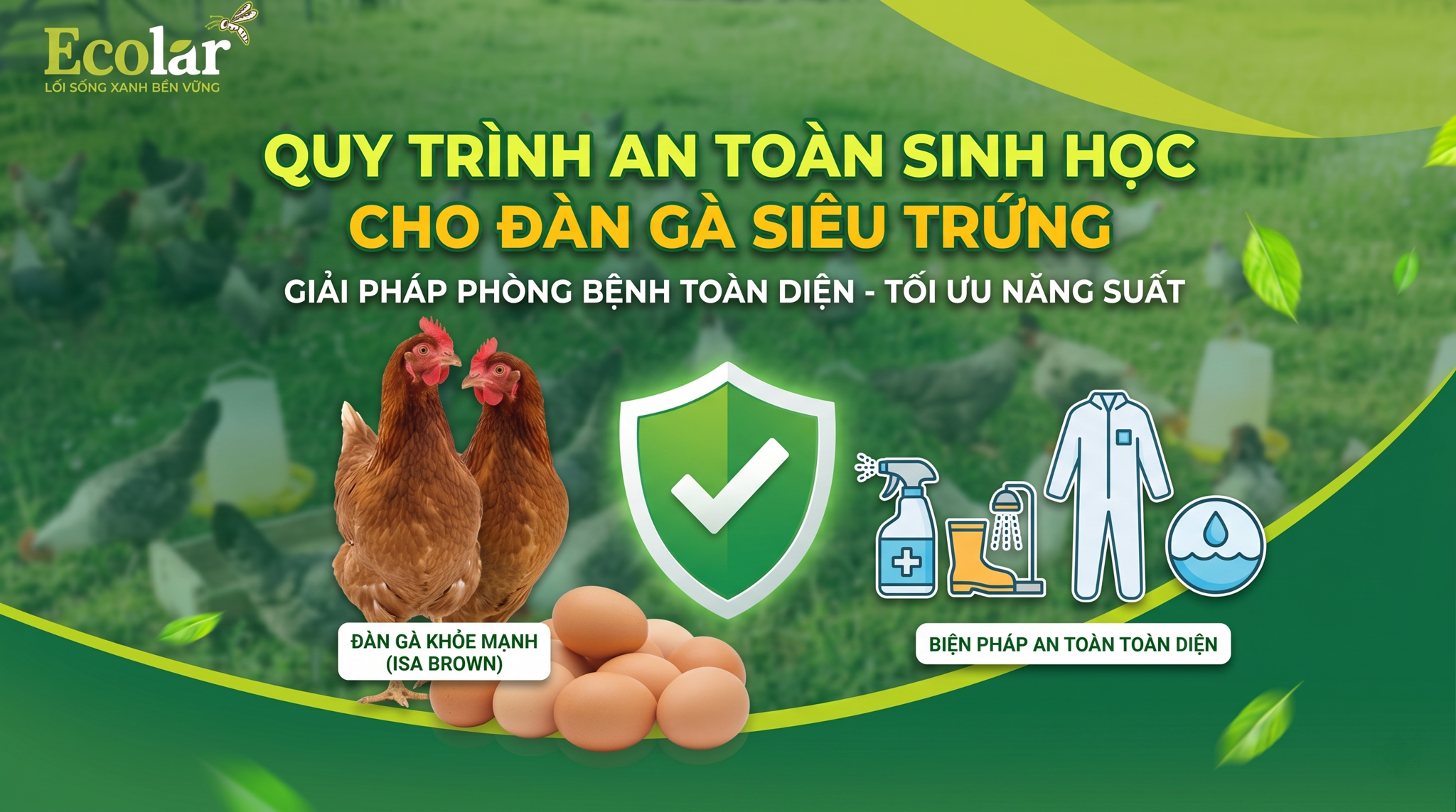 An Toàn Sinh Học Cho Gà Siêu Trứng: Vaccine, Sát Trùng, Phòng Bệnh