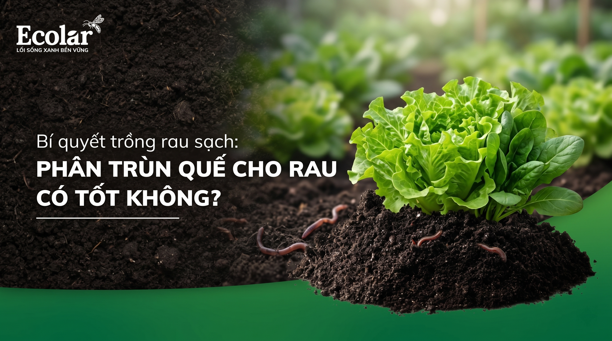 Phân Trùn Quế Cho Rau Có Tốt Không? Lợi Ích, Cách Dùng Và Lưu Ý Quan Trọng
