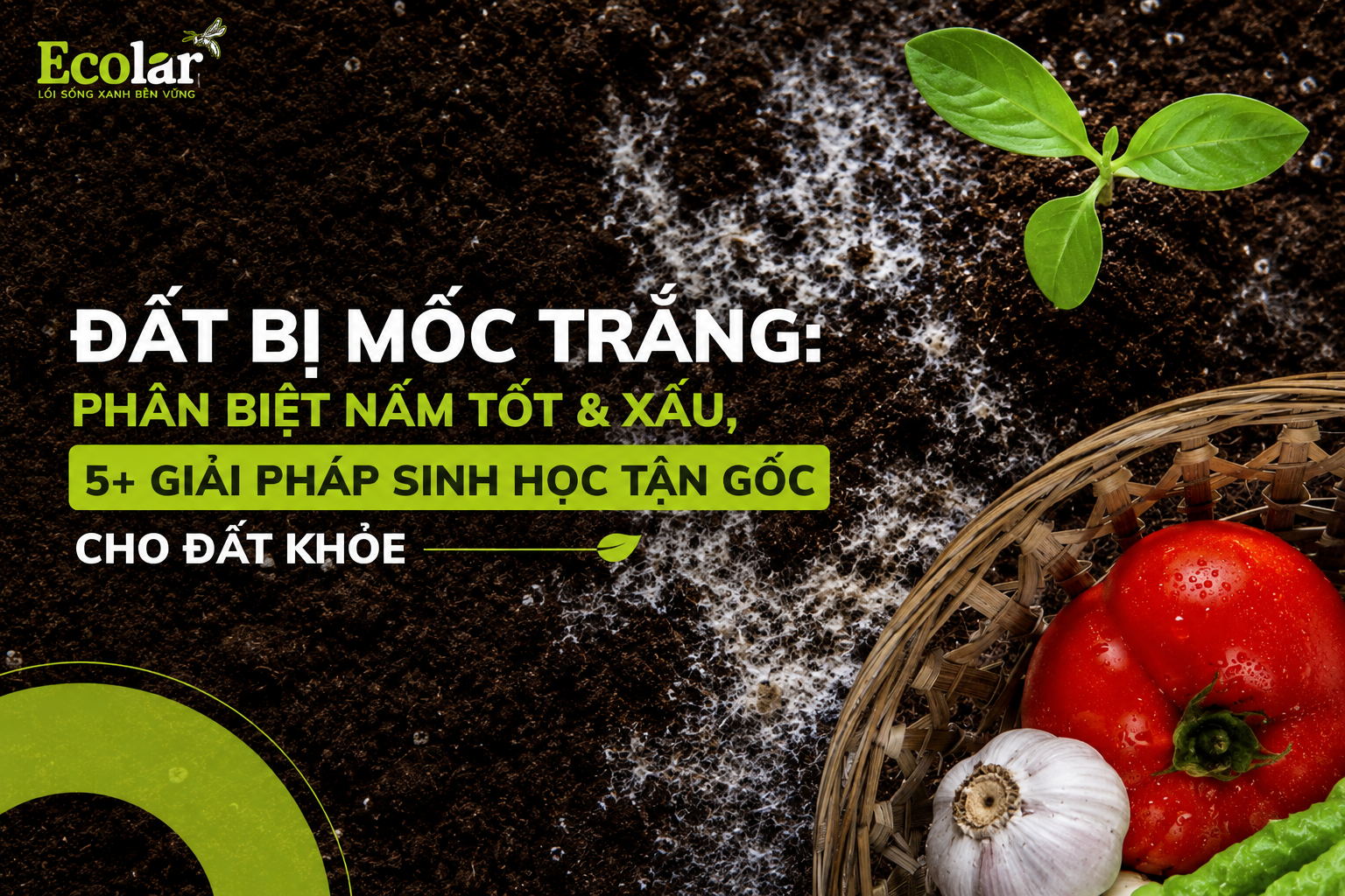 Đất Bị Mốc Trắng: Phân Biệt Nấm Tốt & Xấu, 5+ Giải Pháp Sinh Học Tận Gốc Cho Đất Khỏe