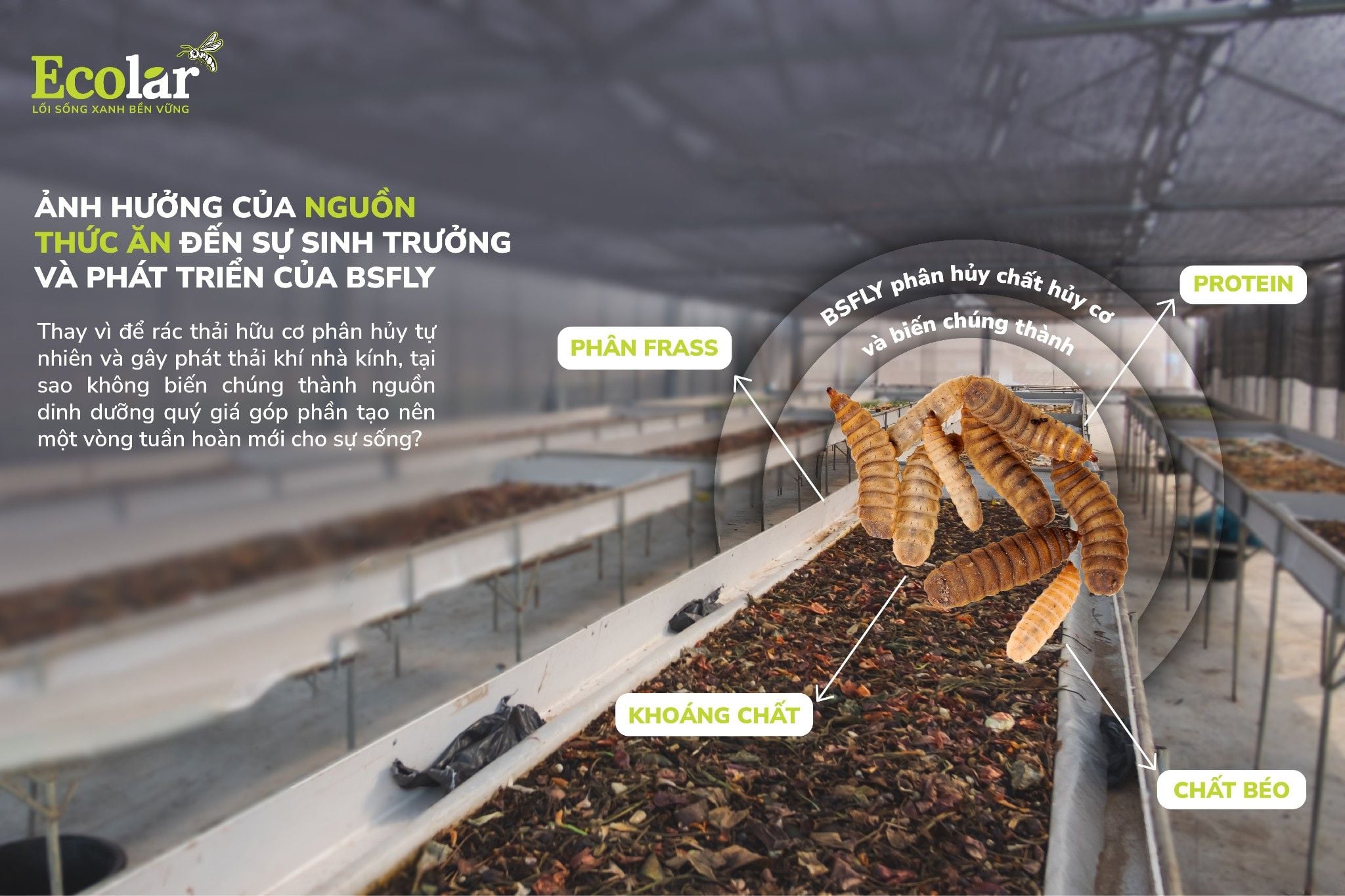 Ảnh Hưởng Của Nguồn Thức Ăn Đến Sự Sinh Trưởng Và Phát Triển Của BSFly