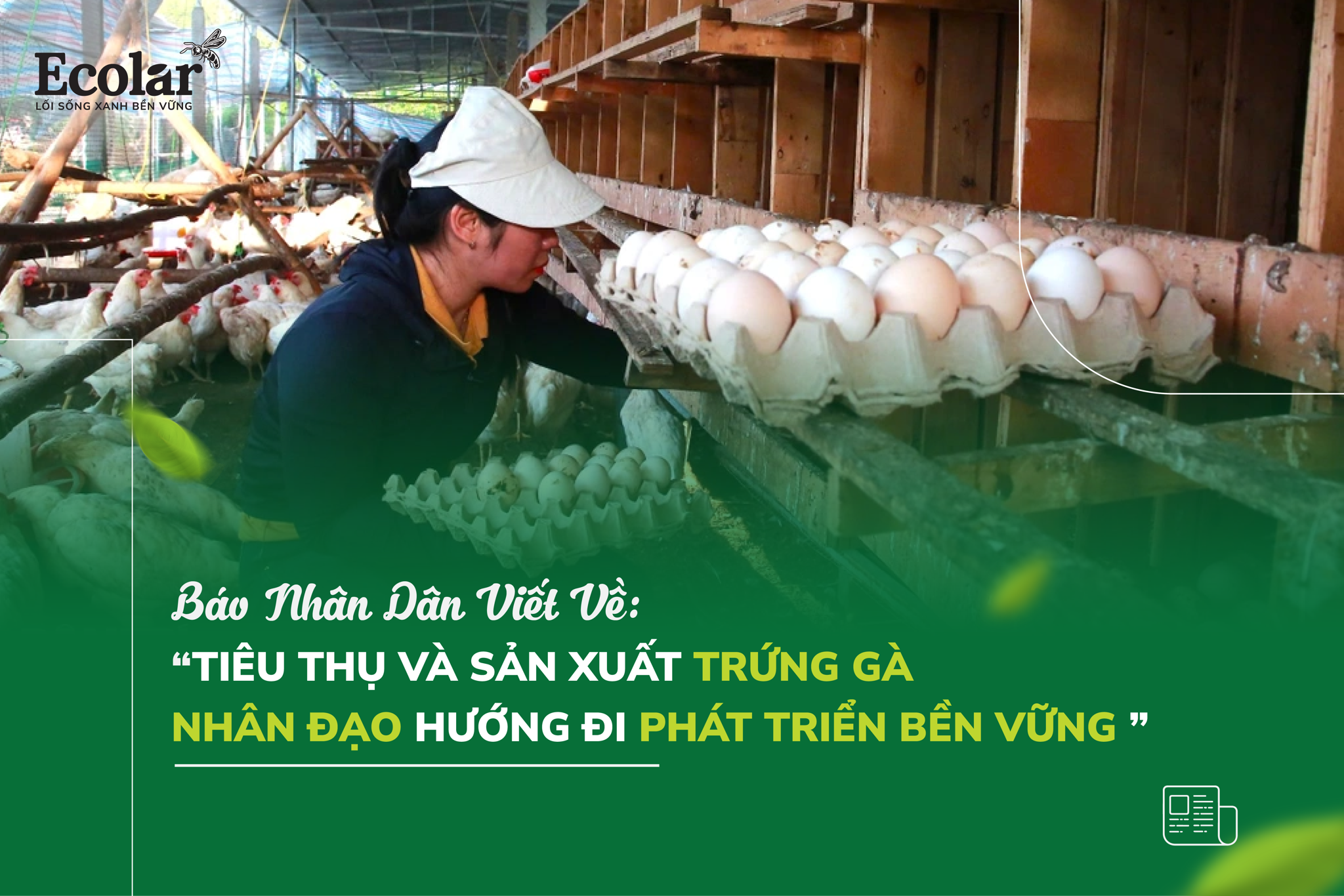 Tiêu Thụ Và Sản Xuất Trứng Gà Nhân Đạo Hướng Đi Phát Triển Bền Vững