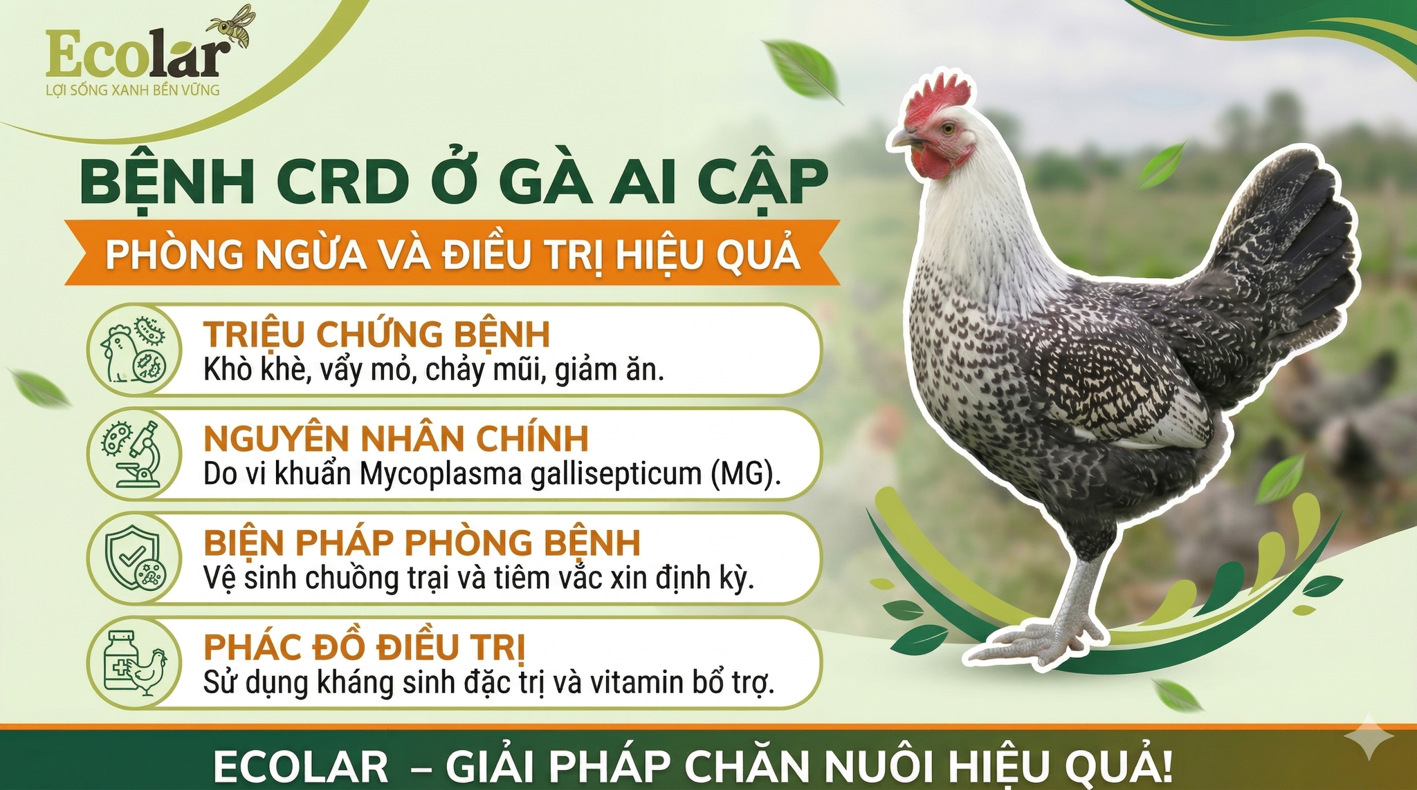 benh-crd-hen-ga-o-ga-ai-cap-va-cach-xu-ly-nhanh-thuc-te_0b0ab8a497954b0b81fb669bf8a5ecf0.png