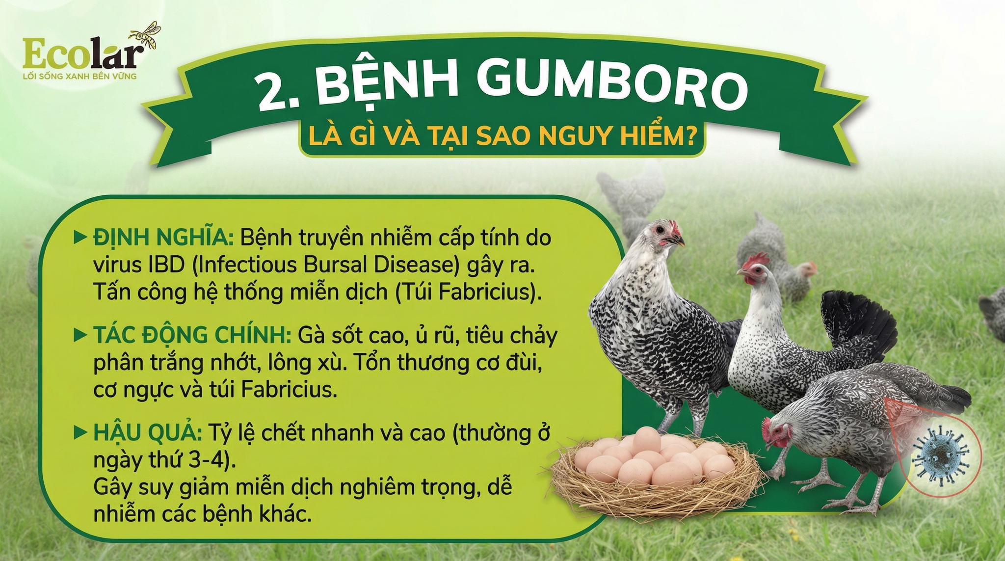 Bệnh Gumboro ở Gà Ai Cập: Dấu hiệu, dịch tễ, chẩn đoán và ảnh hưởng