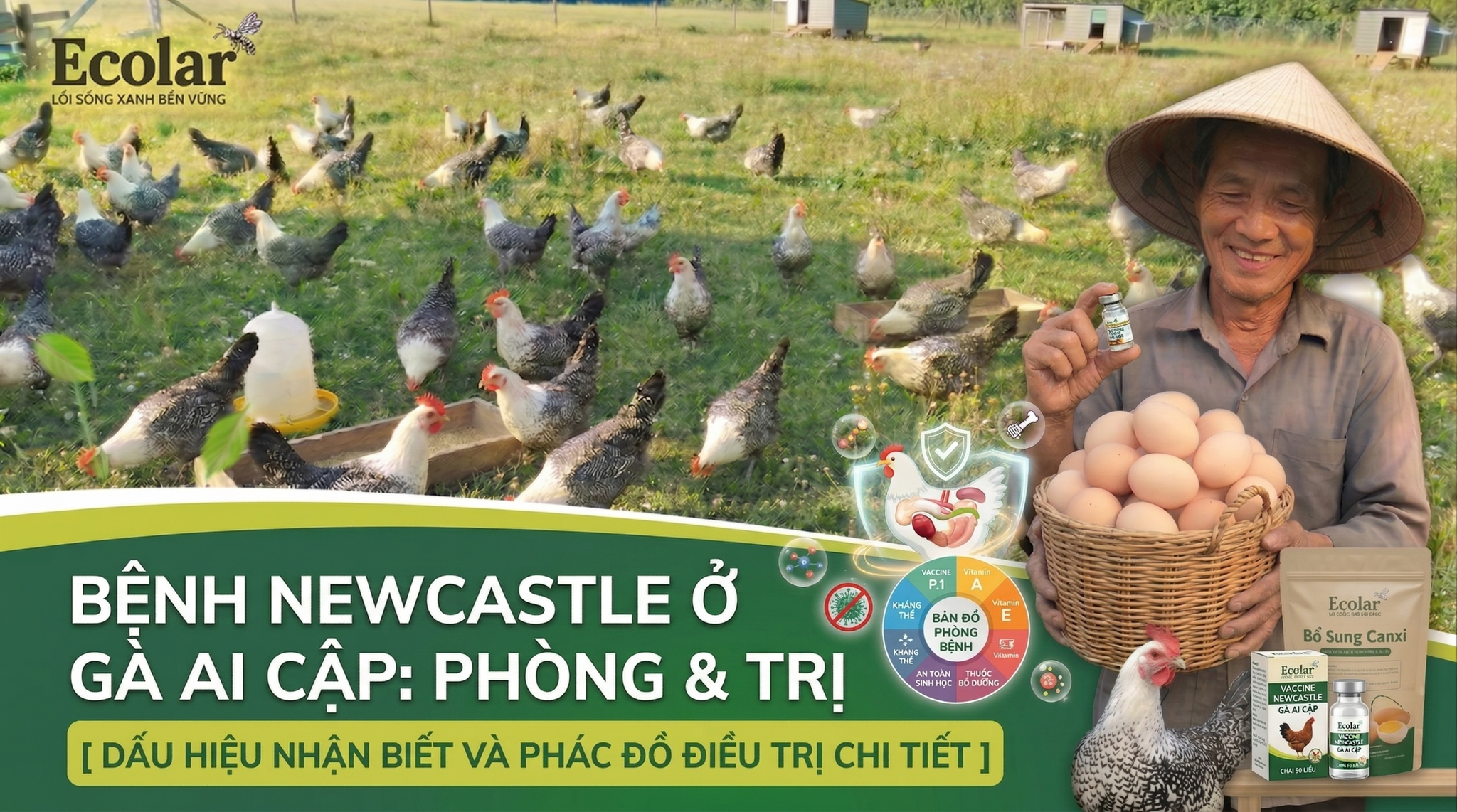 Bệnh Newcastle Ở Gà Ai Cập: Dấu Hiệu Nhận Biết Và Cách Xử Lý