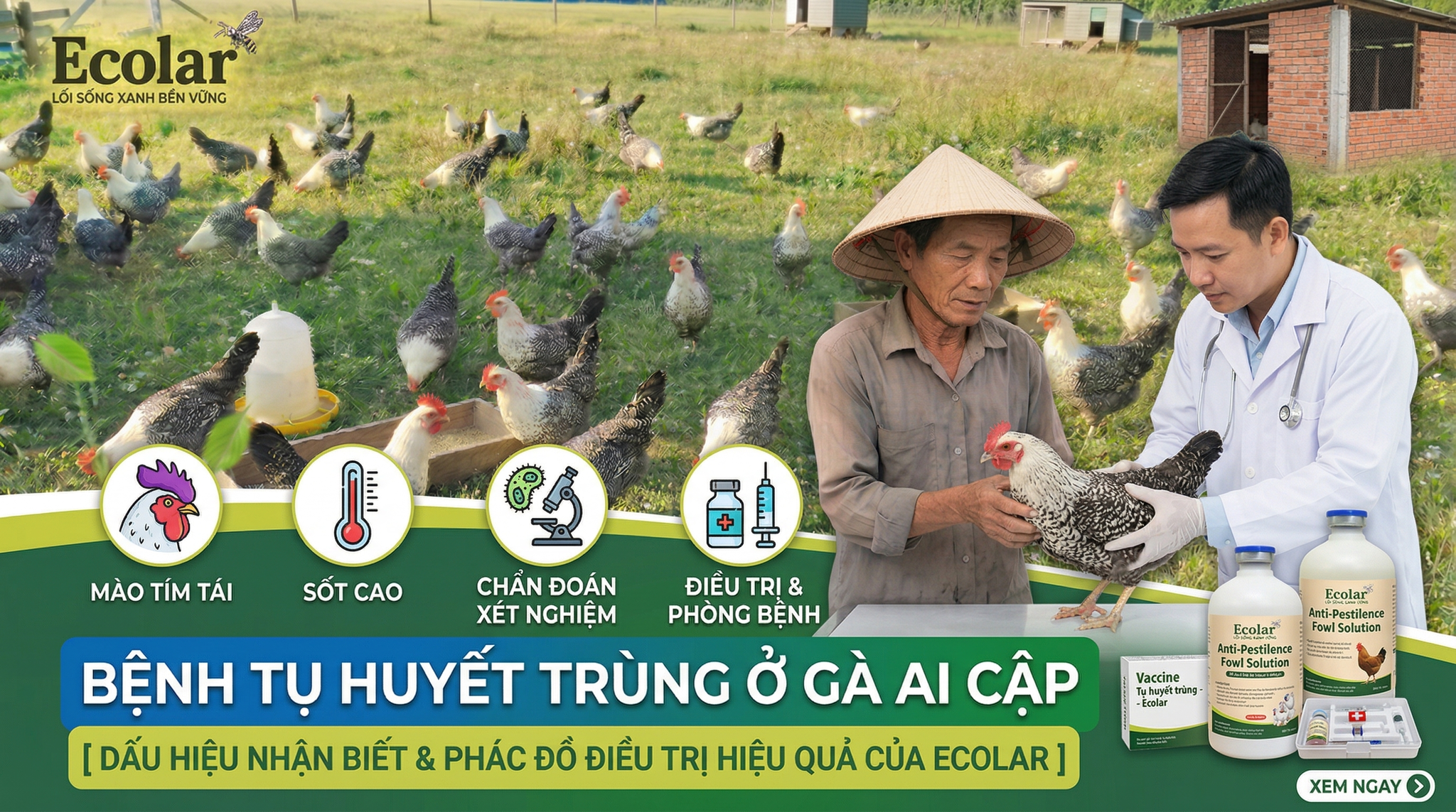 Bệnh Tụ Huyết Trùng Ở Gà Ai Cập: Dấu Hiệu Và Cách Xử Lý