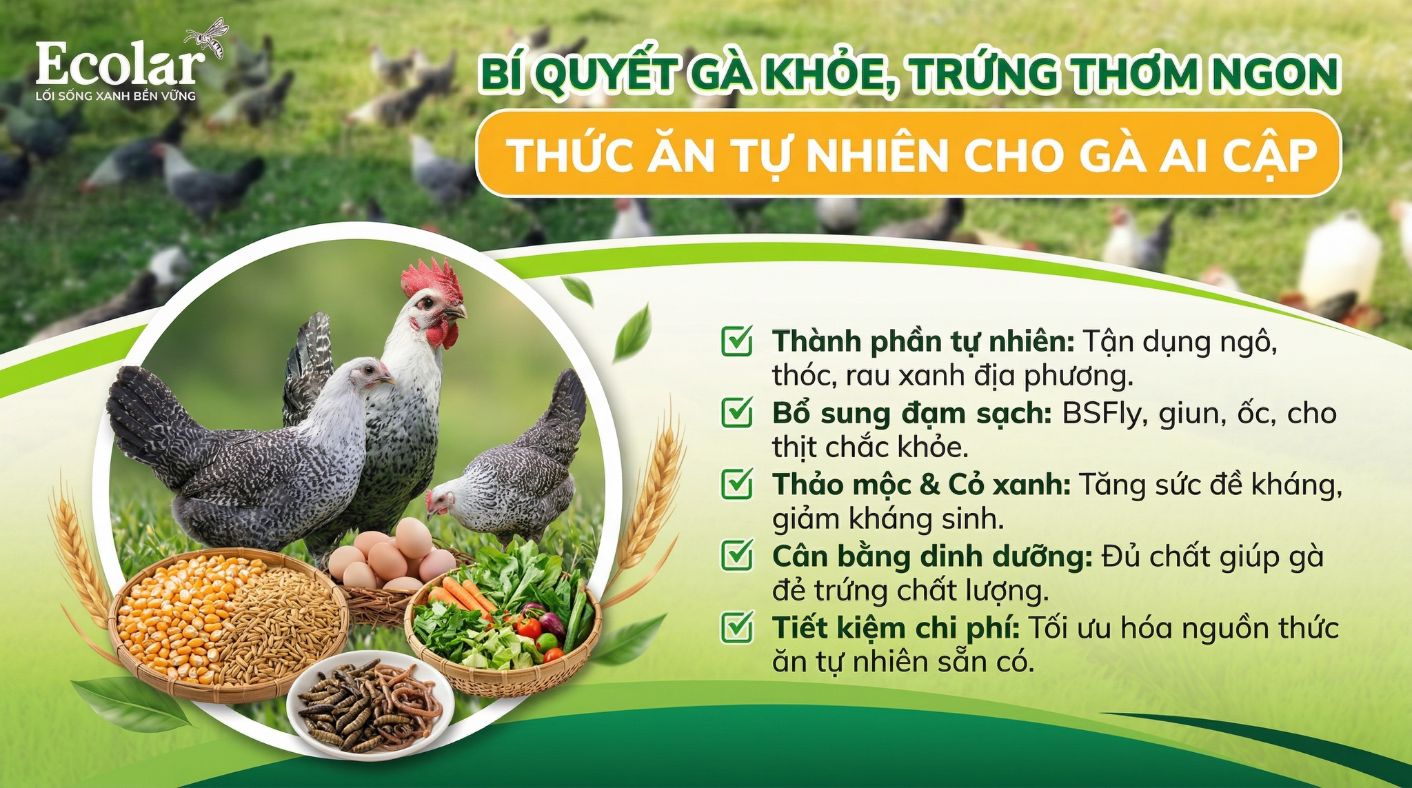 Thức Ăn Tự Nhiên Cho Gà Ai Cập Thả Vườn: Tận Dụng Tối Đa Nguồn Lợi Sẵn Có