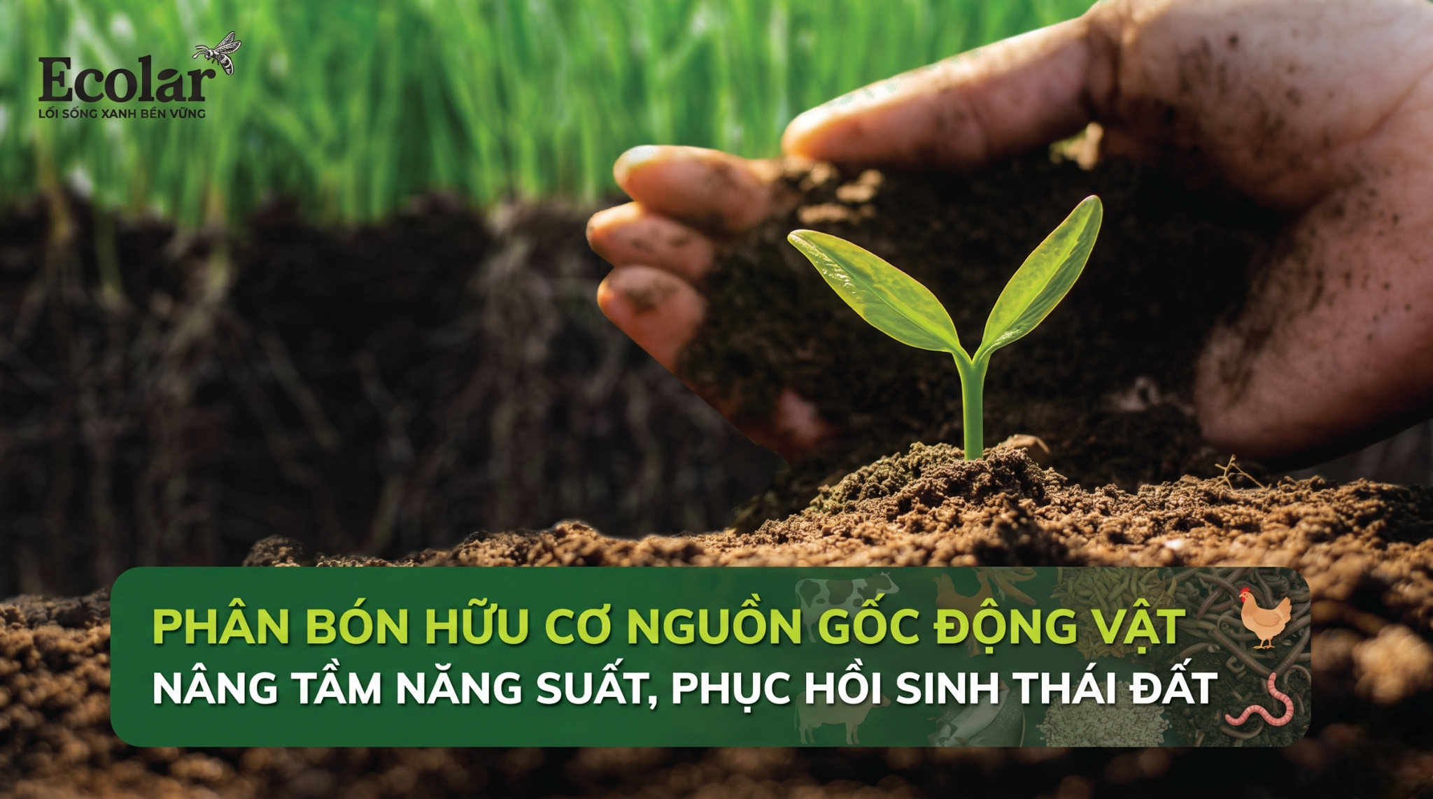 Phân bón hữu cơ nguồn gốc động vật là gì? Ưu nhược điểm và cây trồng phù hợp