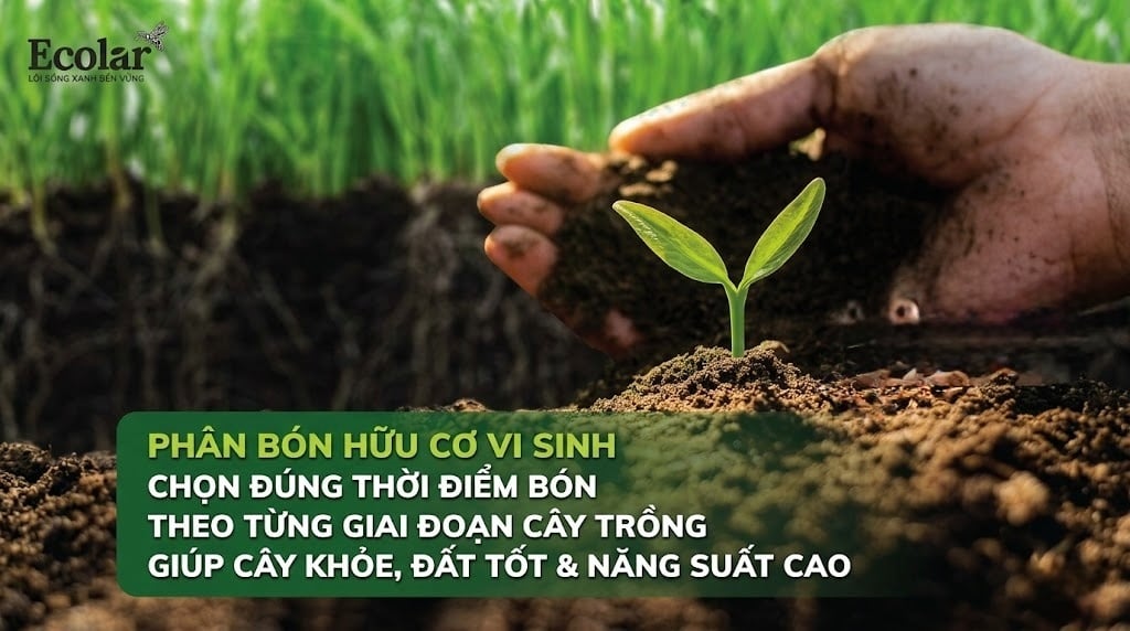Bón Phân Hữu Cơ Đúng Thời Điểm Theo Từng Giai Đoạn Cây Trồng