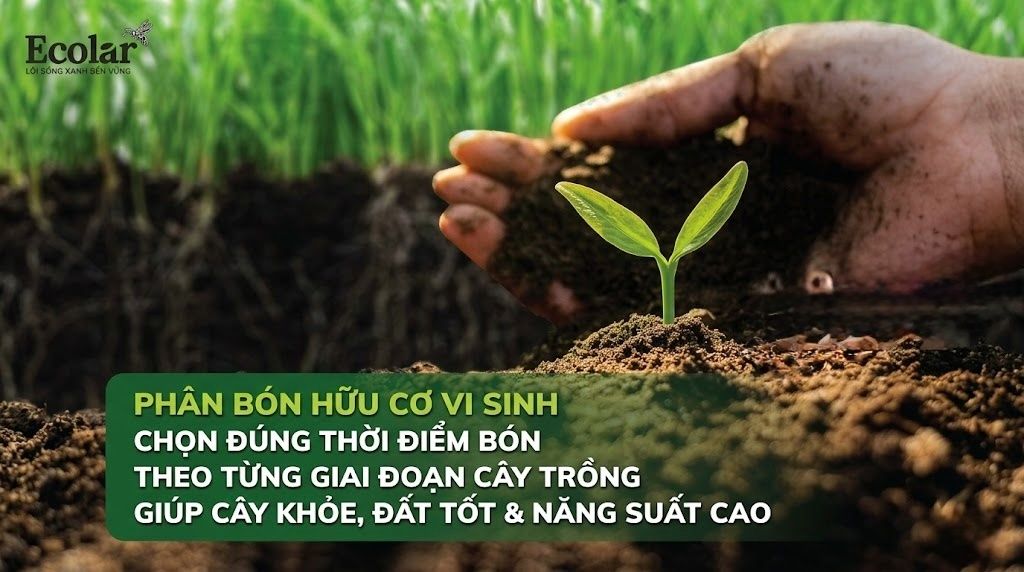 Bón Phân Hữu Cơ Đúng Thời Điểm Theo Từng Giai Đoạn Cây Trồng