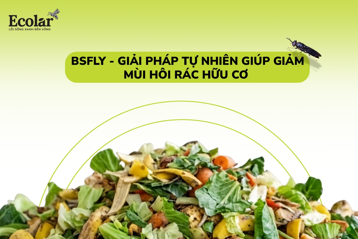 BSFLy: Giải Pháp Tự Nhiên Giúp Giảm Mùi Hôi Rác Hữu Cơ